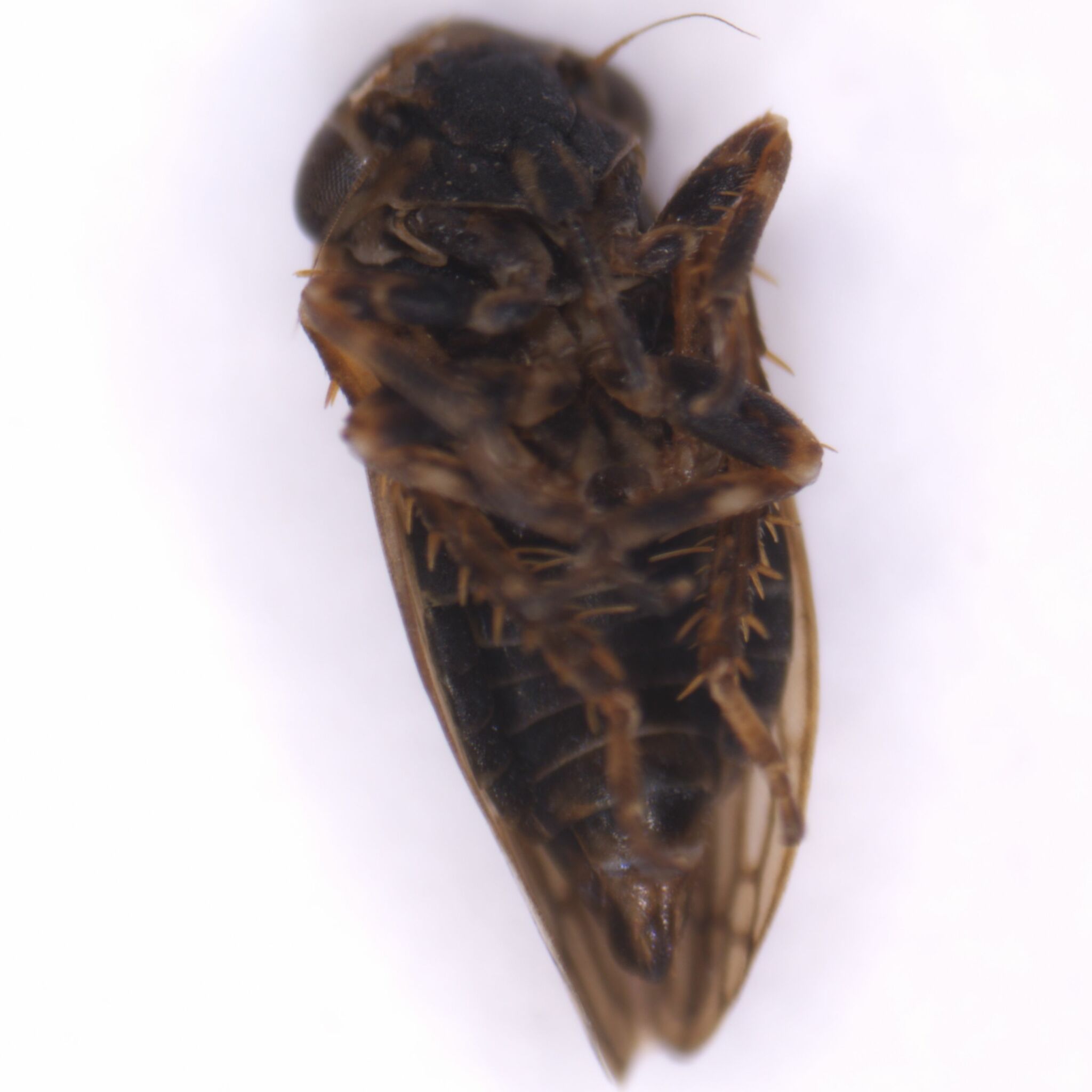 Anaceratagallia venosa