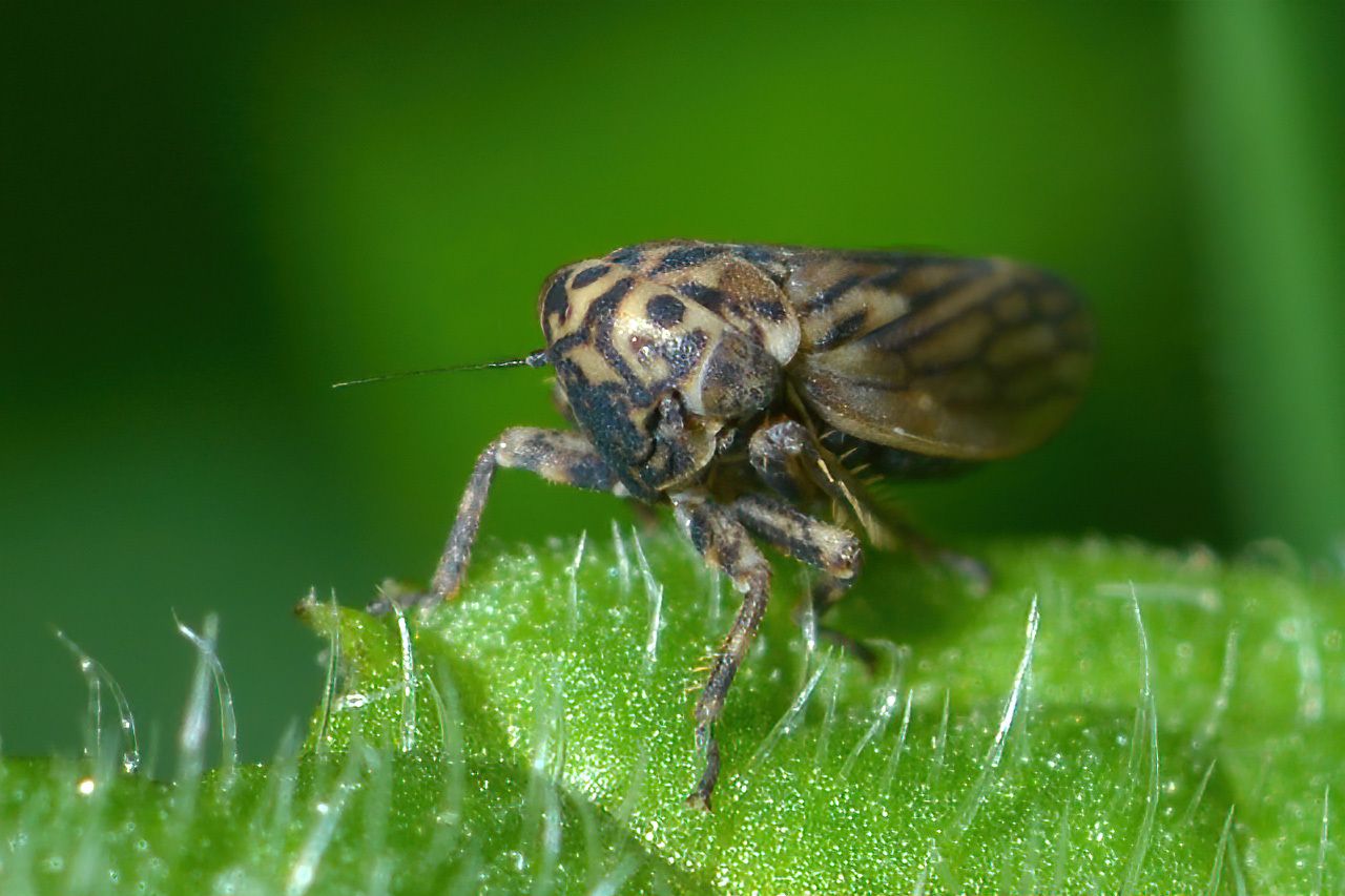 Anaceratagallia venosa