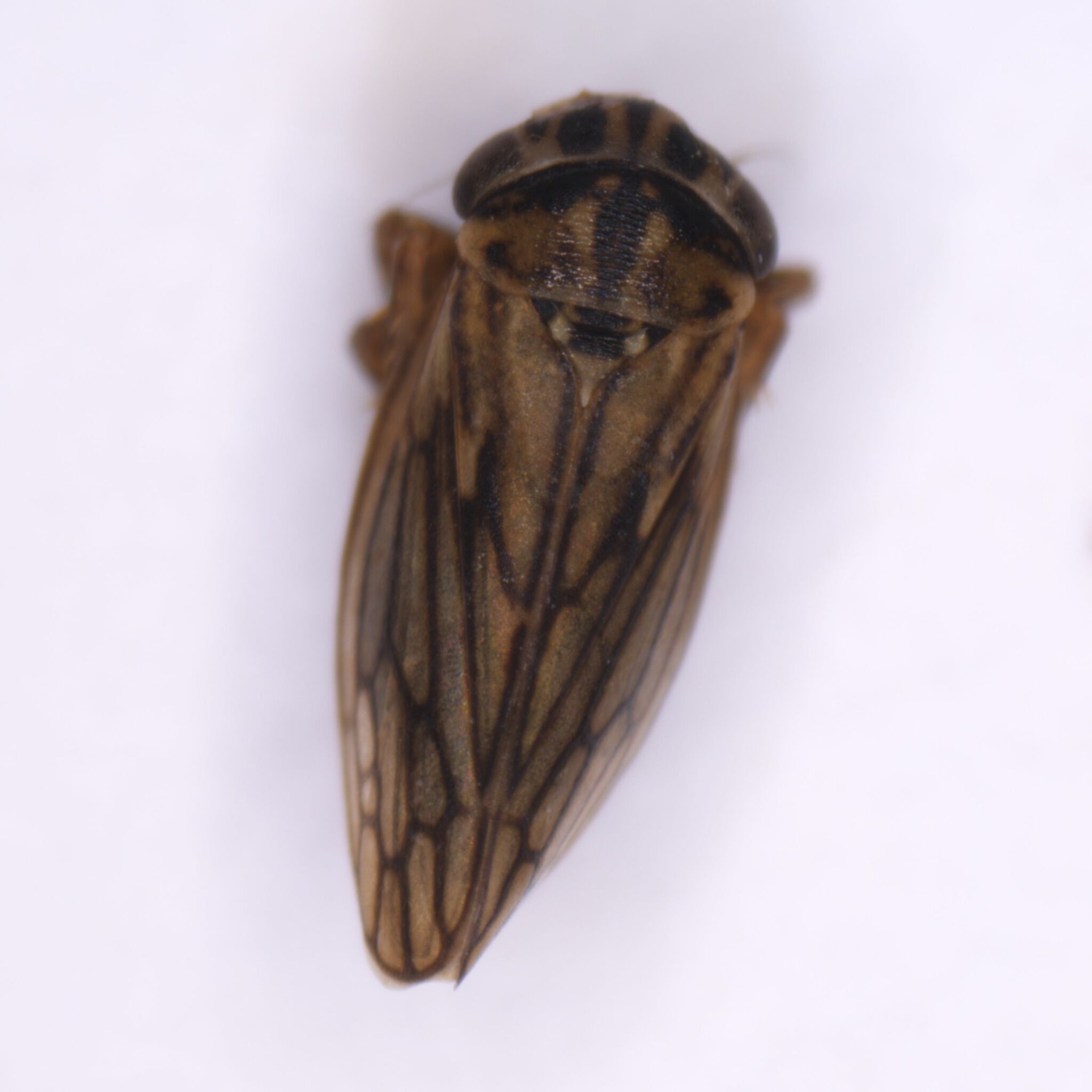 Anaceratagallia venosa