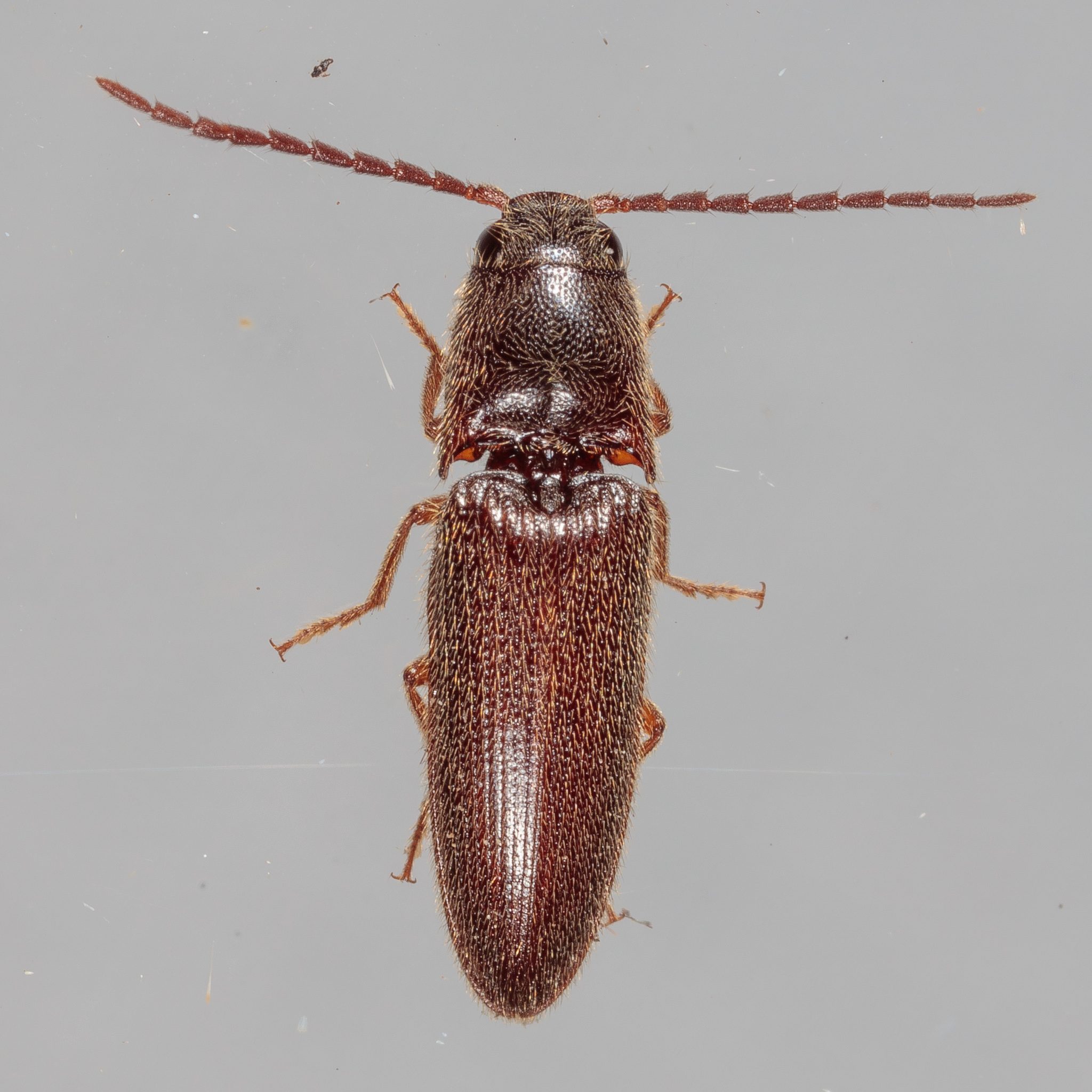 Dipropus
