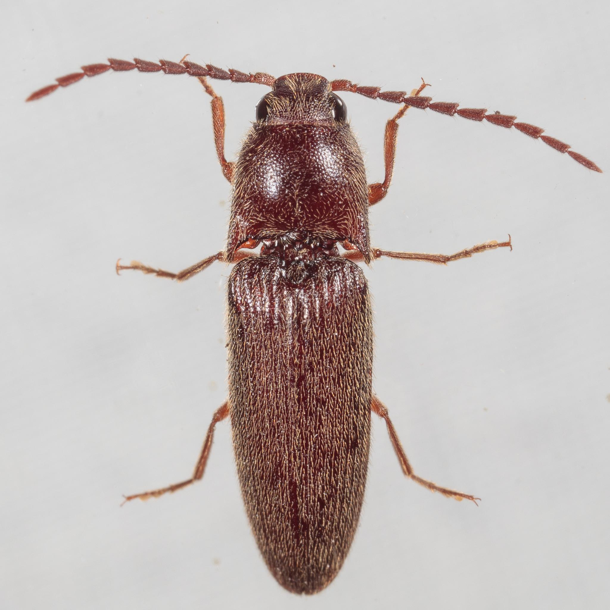 Dipropus