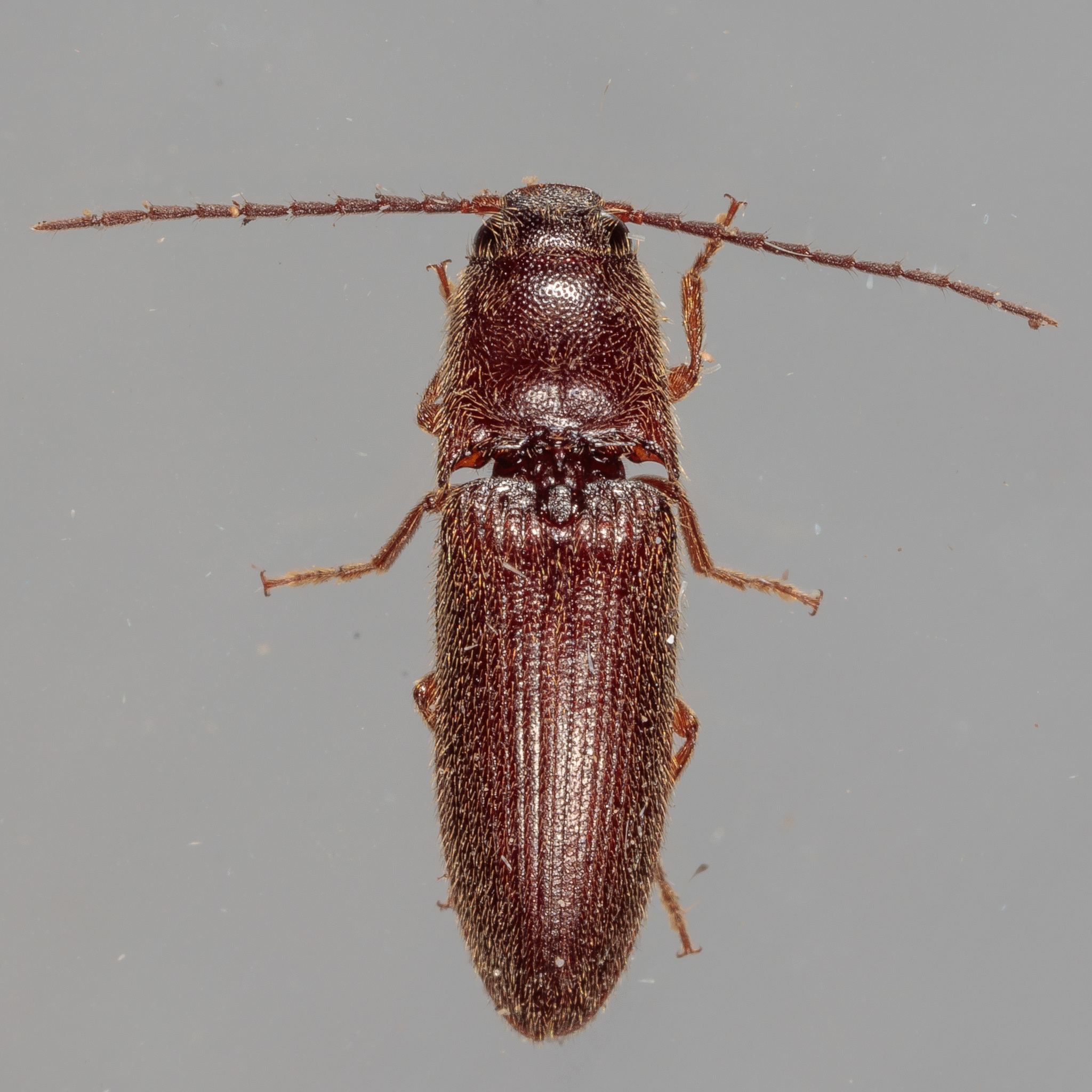 Dipropus