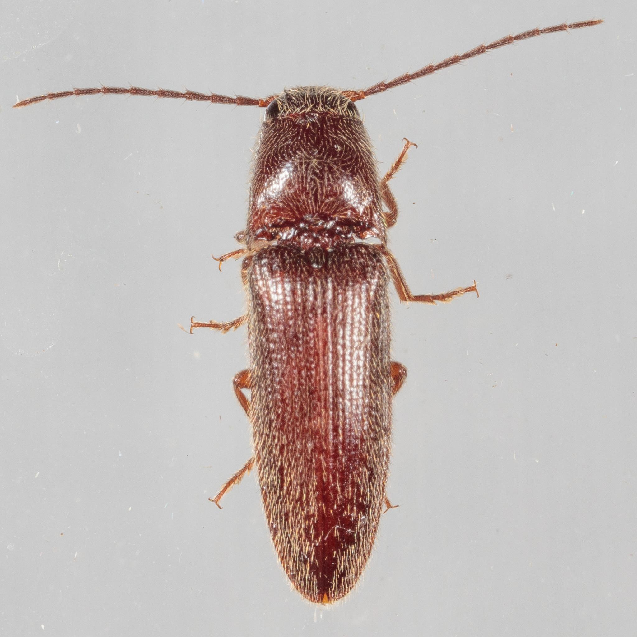 Dipropus