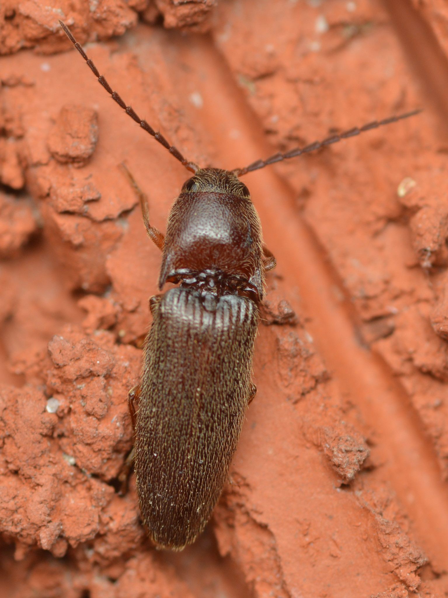 Dipropus