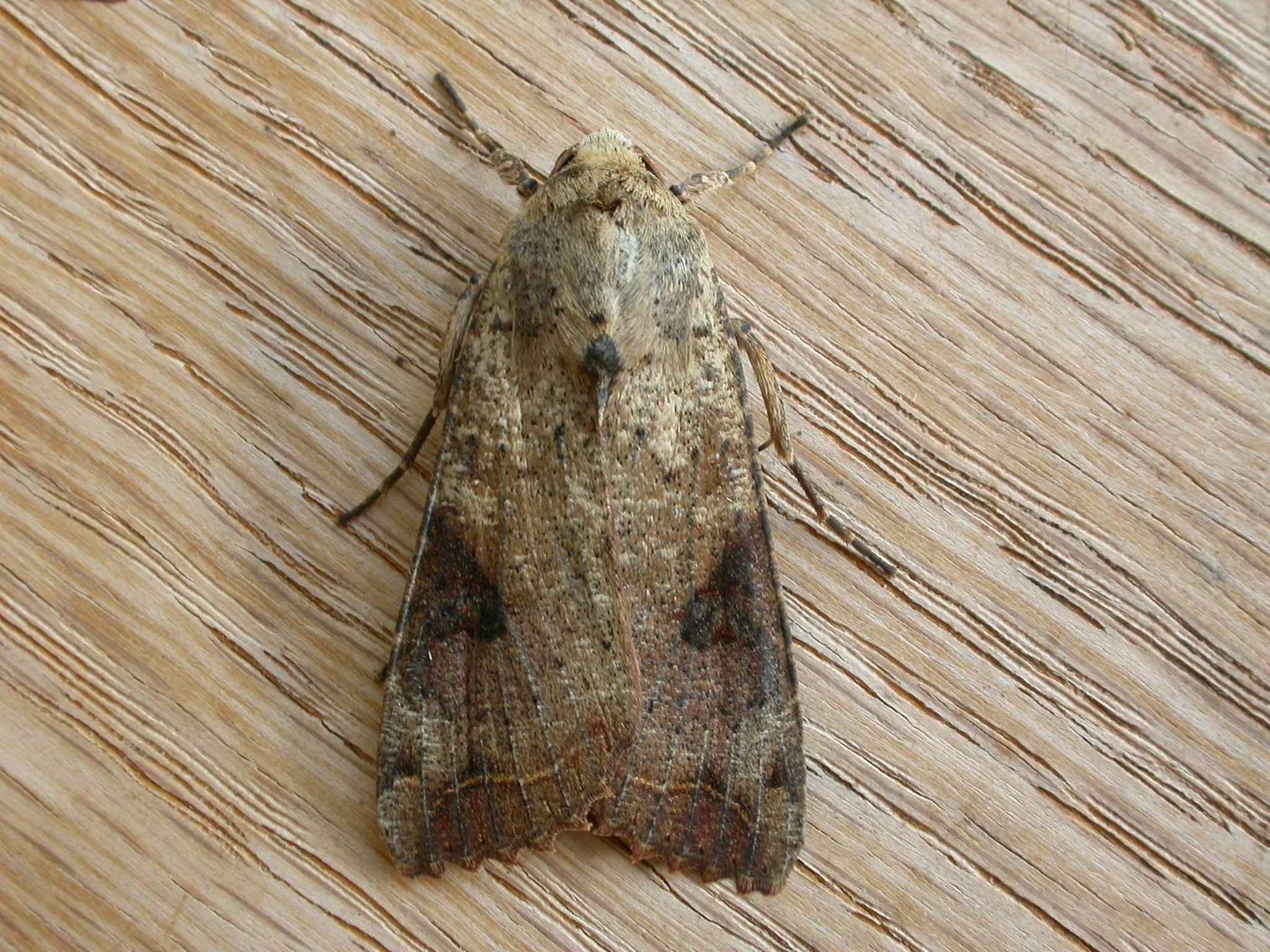 Tiracola plagiata