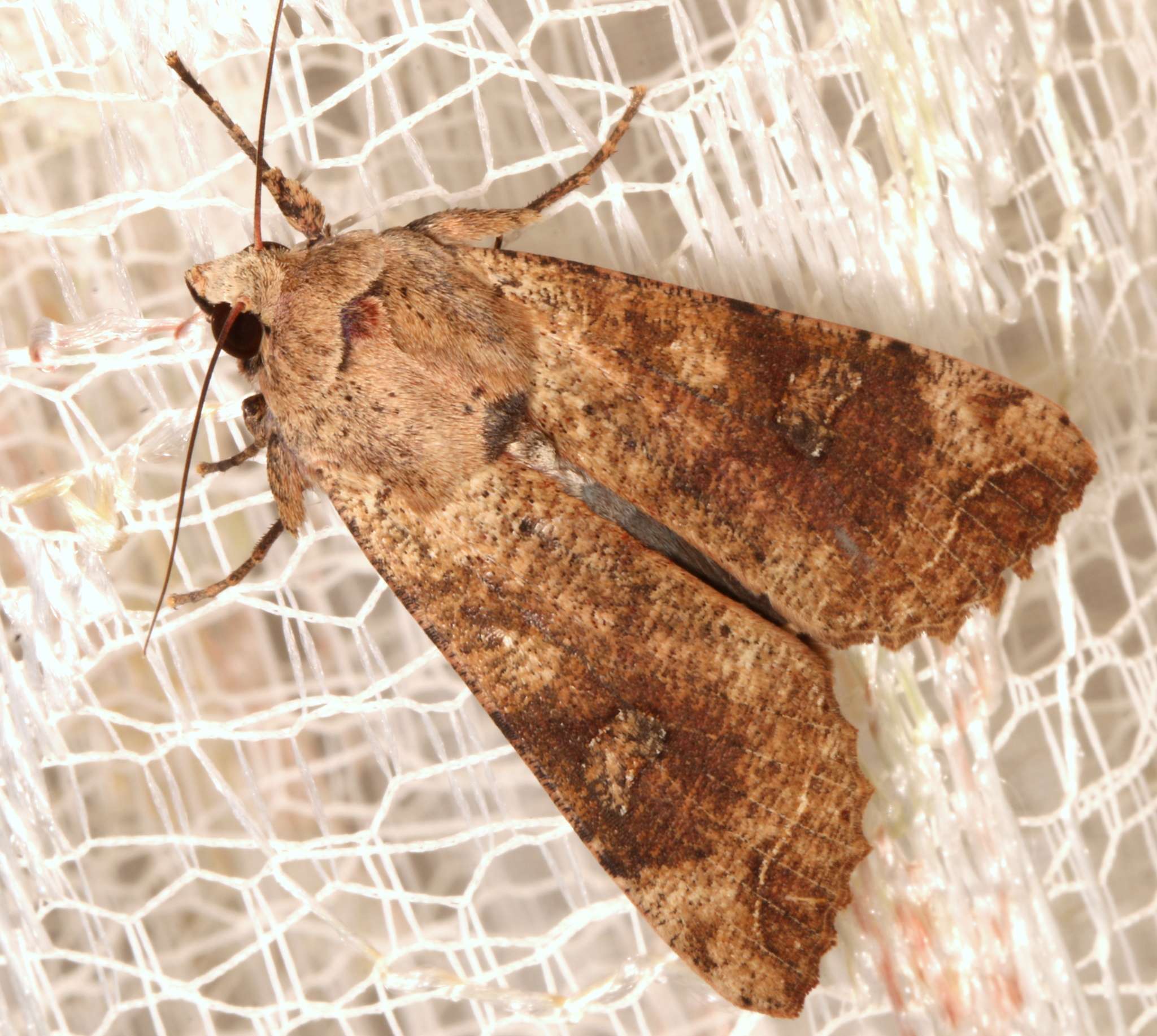 Tiracola plagiata