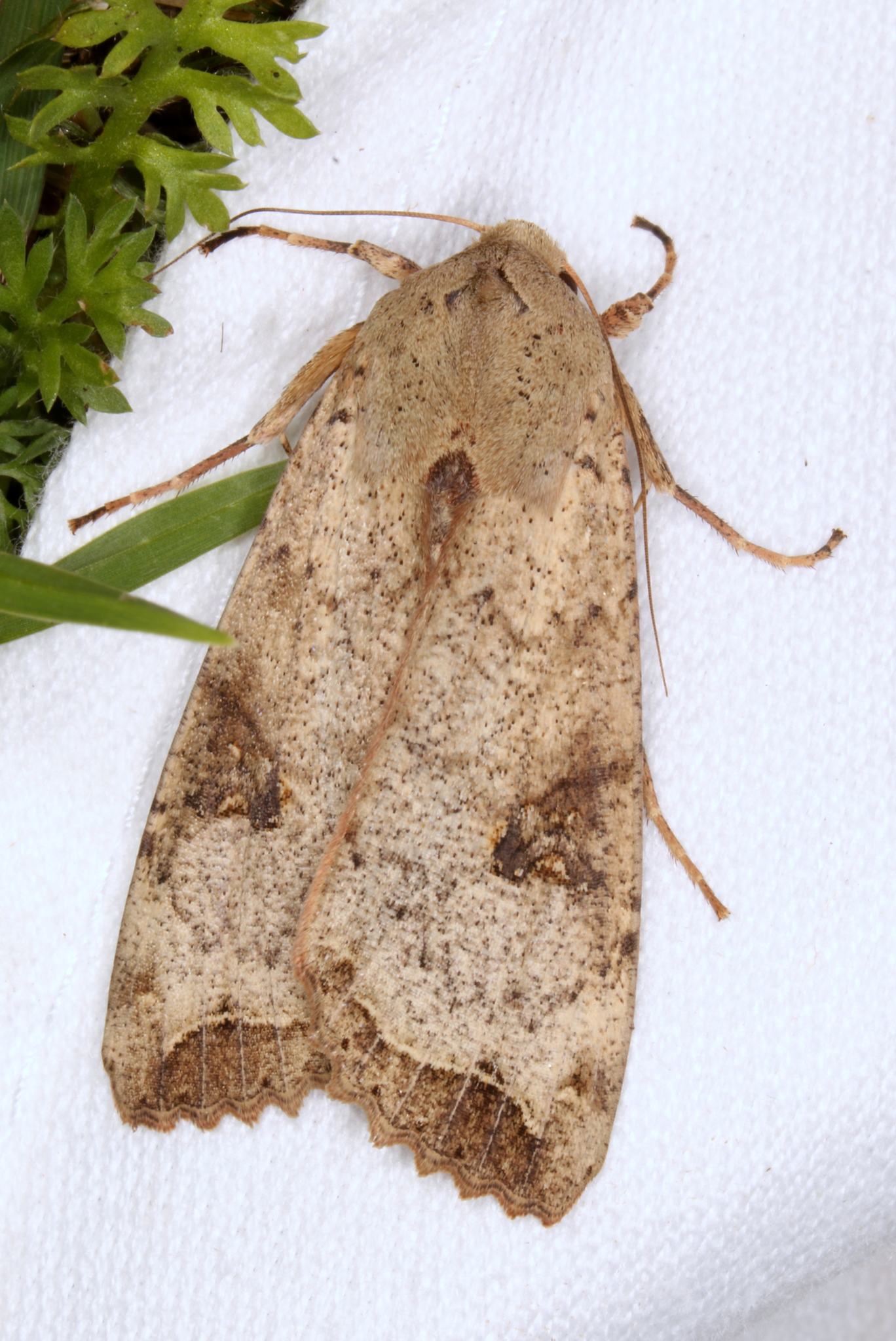 Tiracola plagiata