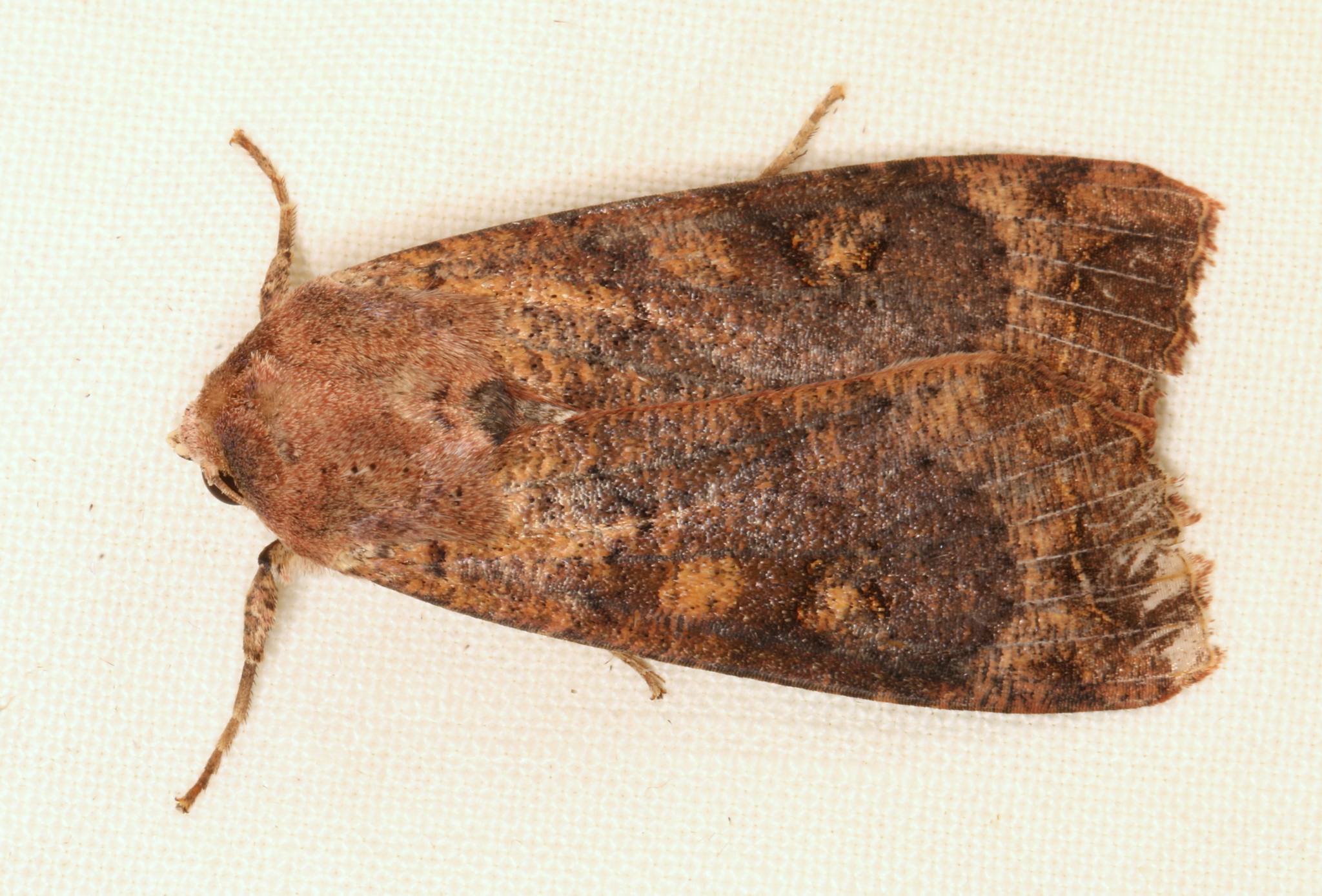 Tiracola plagiata
