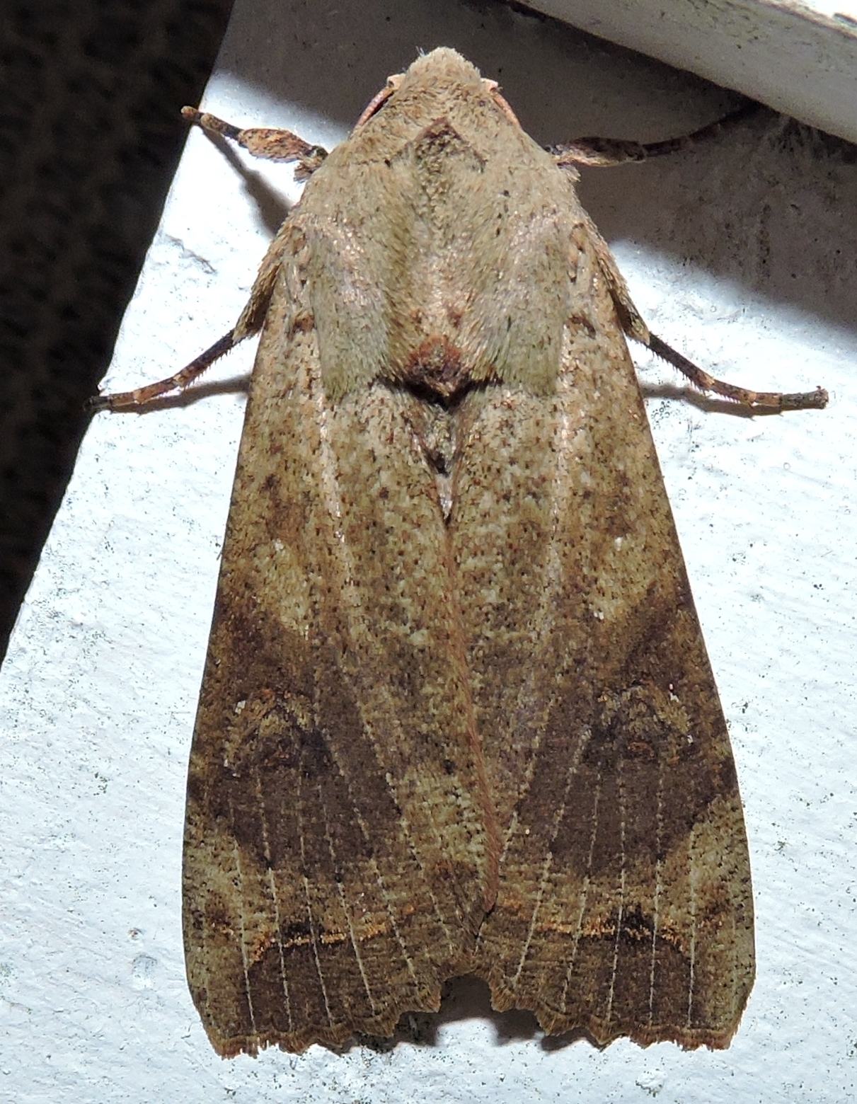 Tiracola plagiata