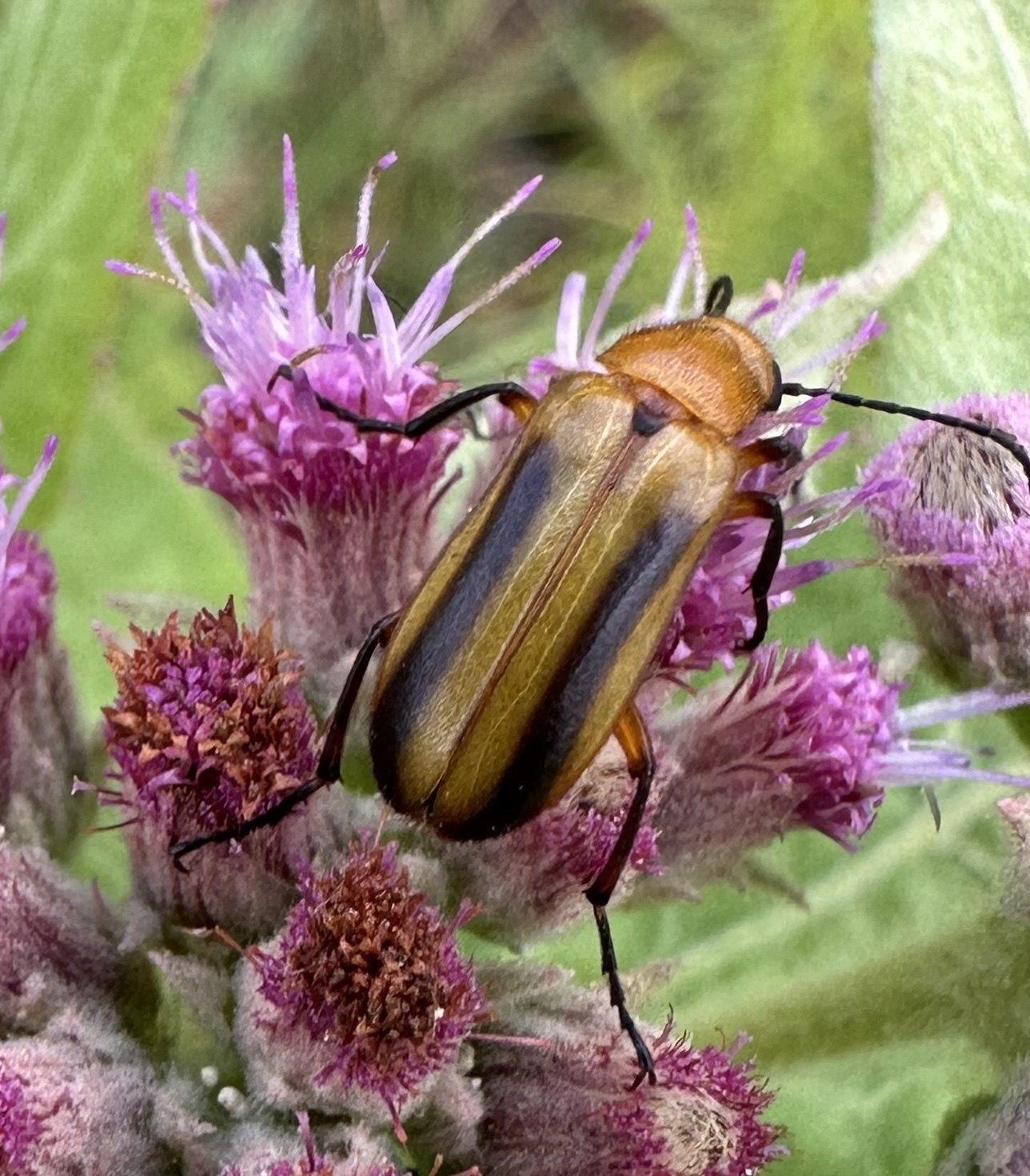 Nemognatha