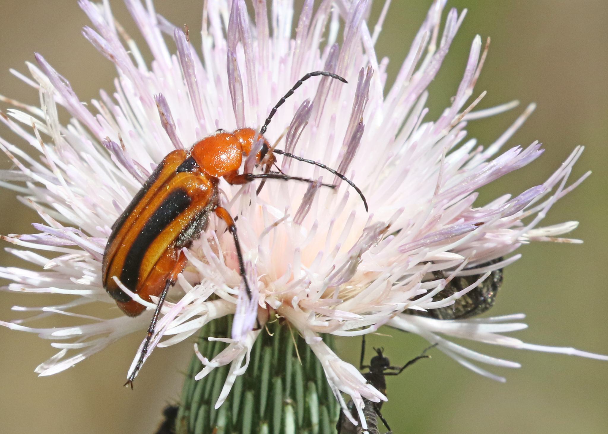 Nemognatha