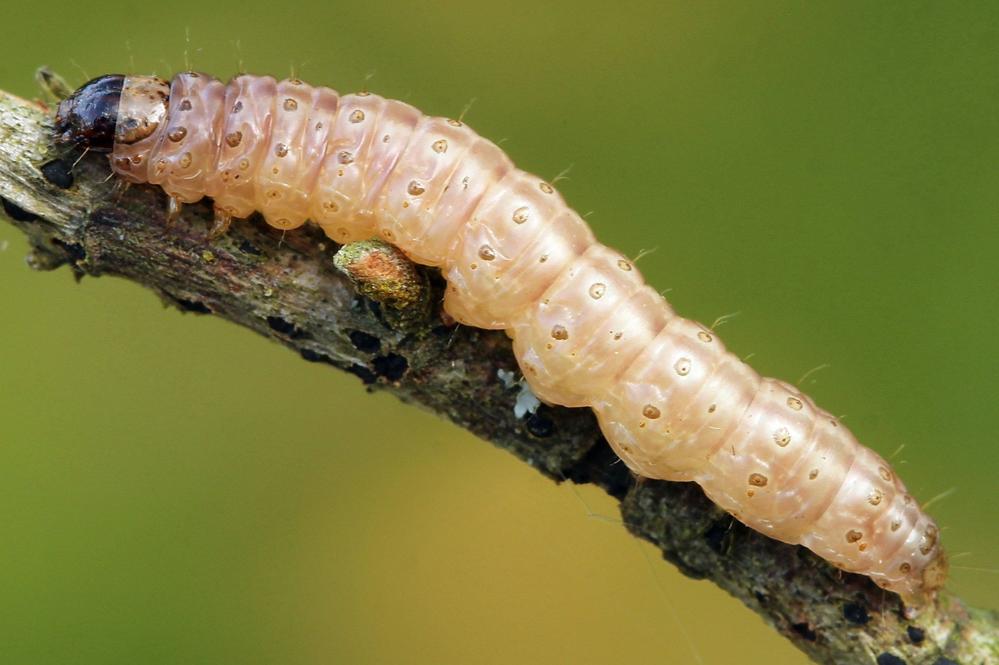 Ostrinia nubilalis