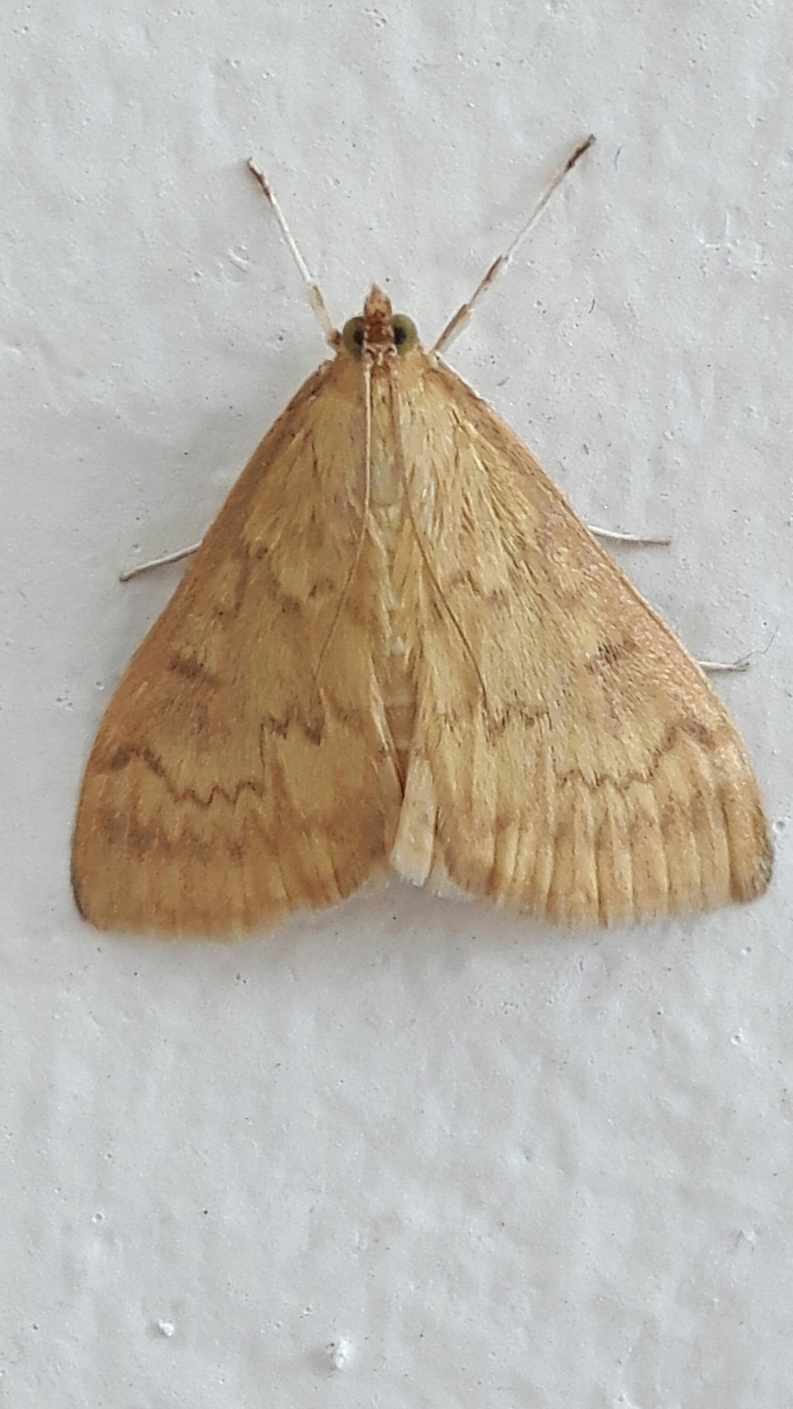Ostrinia nubilalis