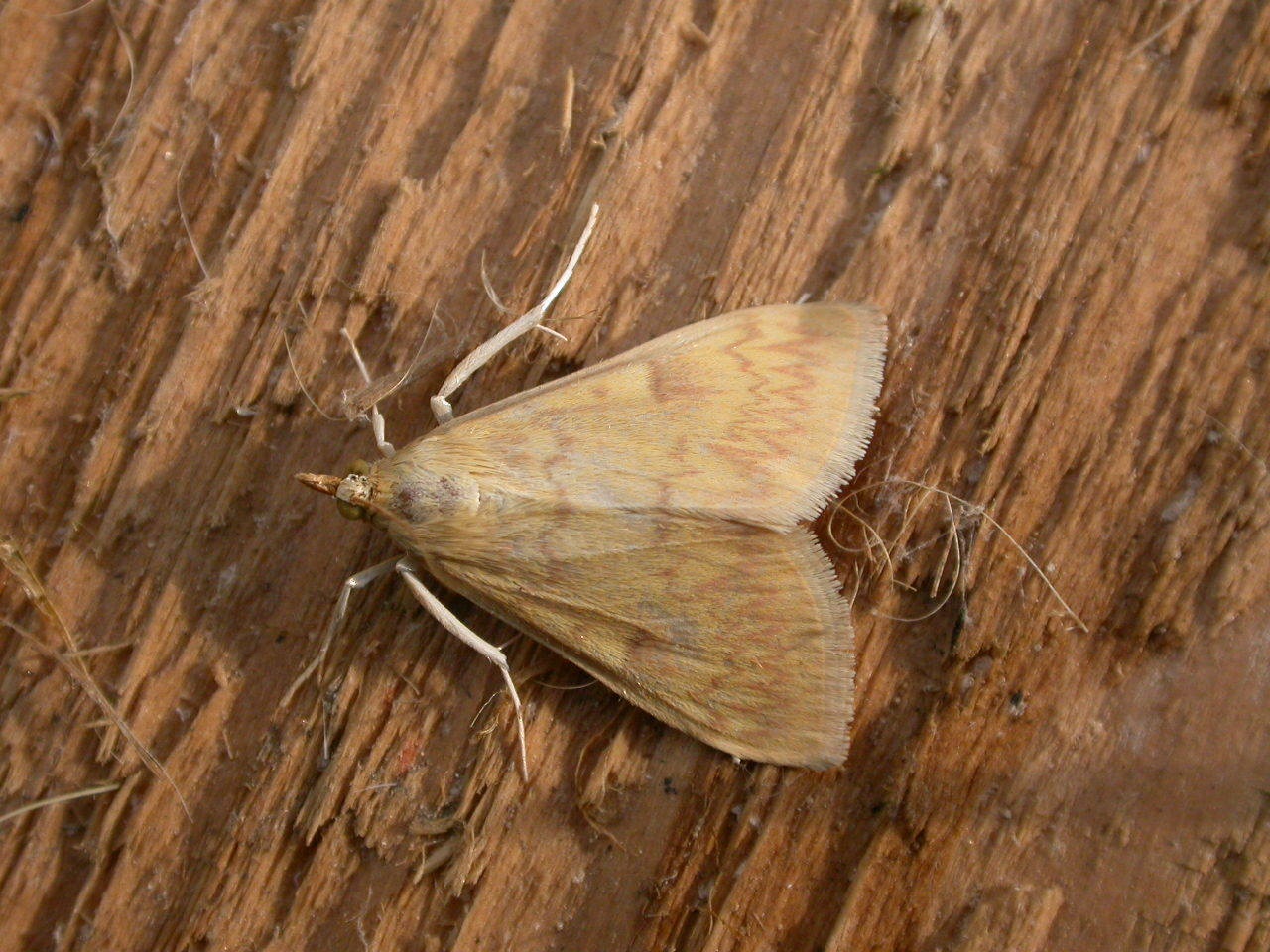 Ostrinia nubilalis