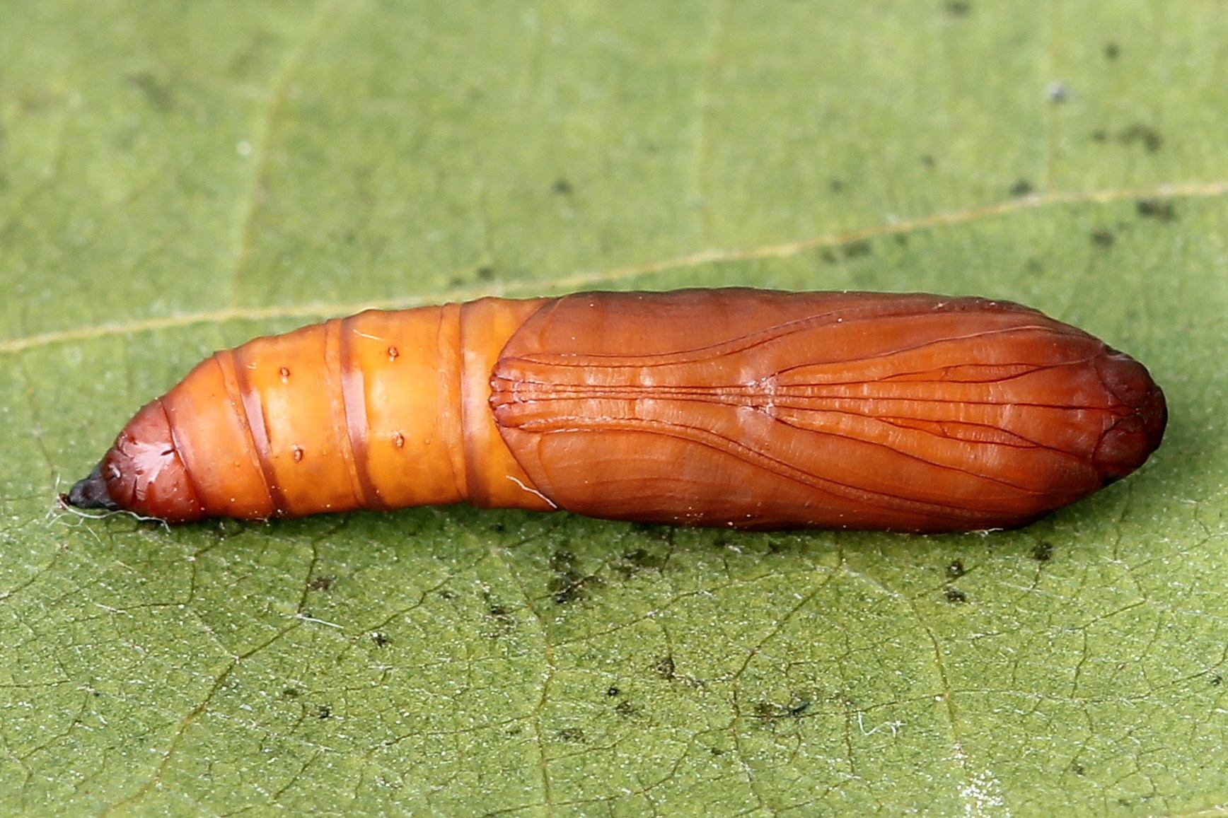 Ostrinia nubilalis