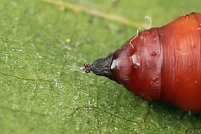 Ostrinia nubilalis