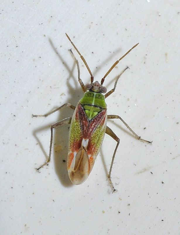 Conostethus venustus