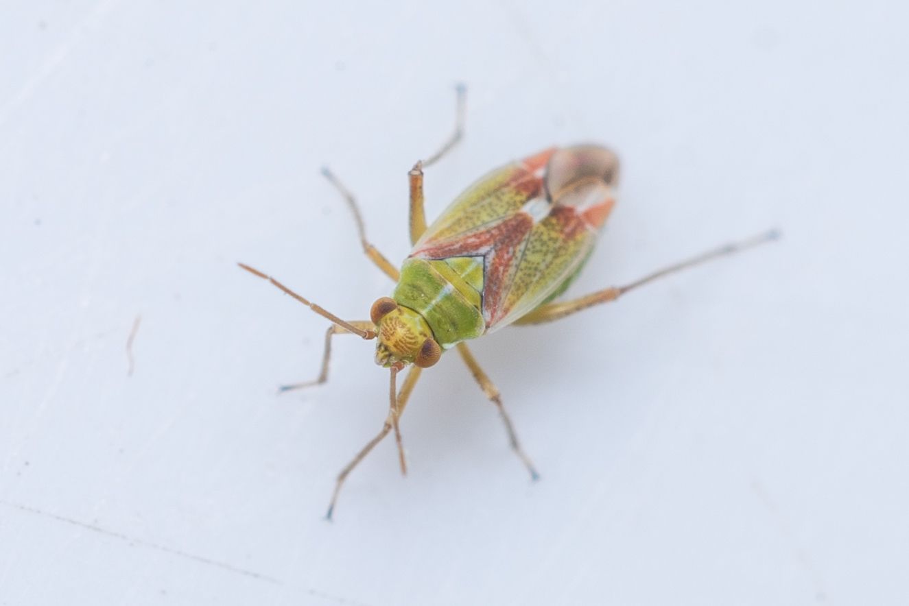 Conostethus venustus