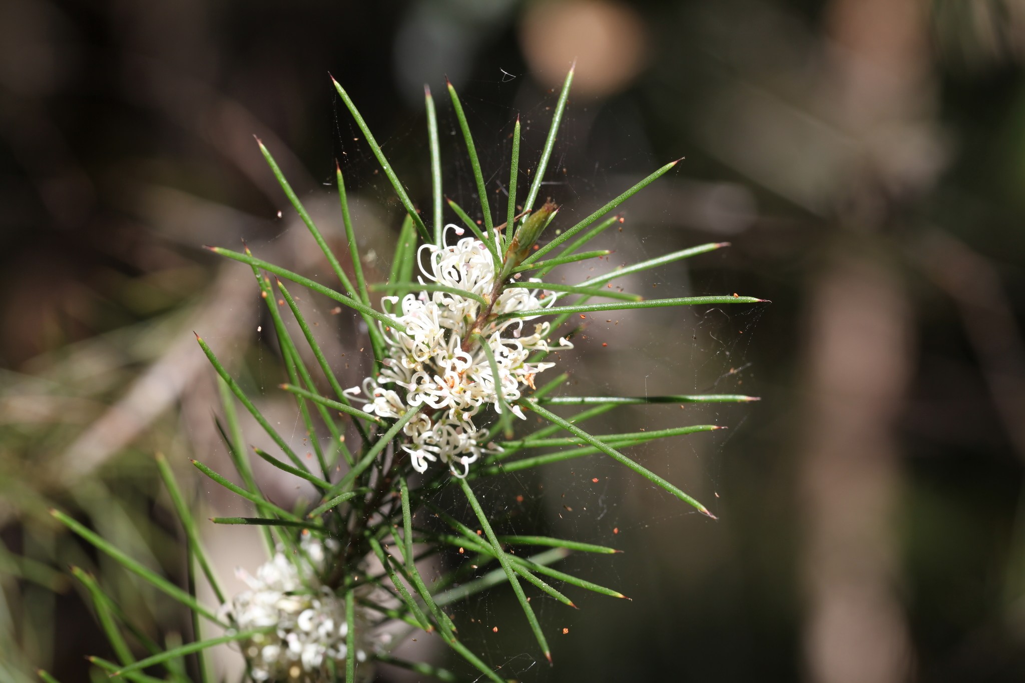 Hakea sericea