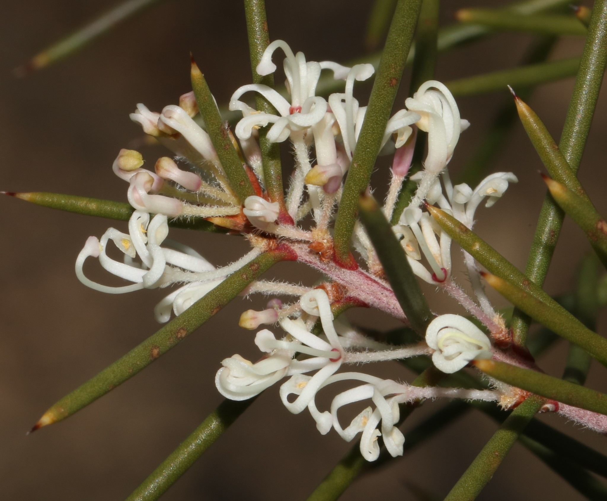 Hakea sericea