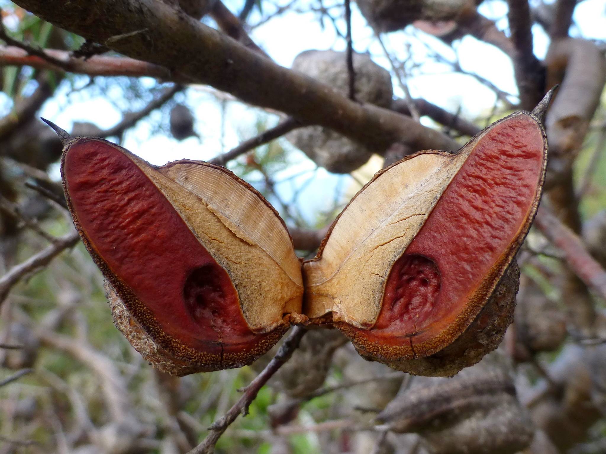Hakea sericea