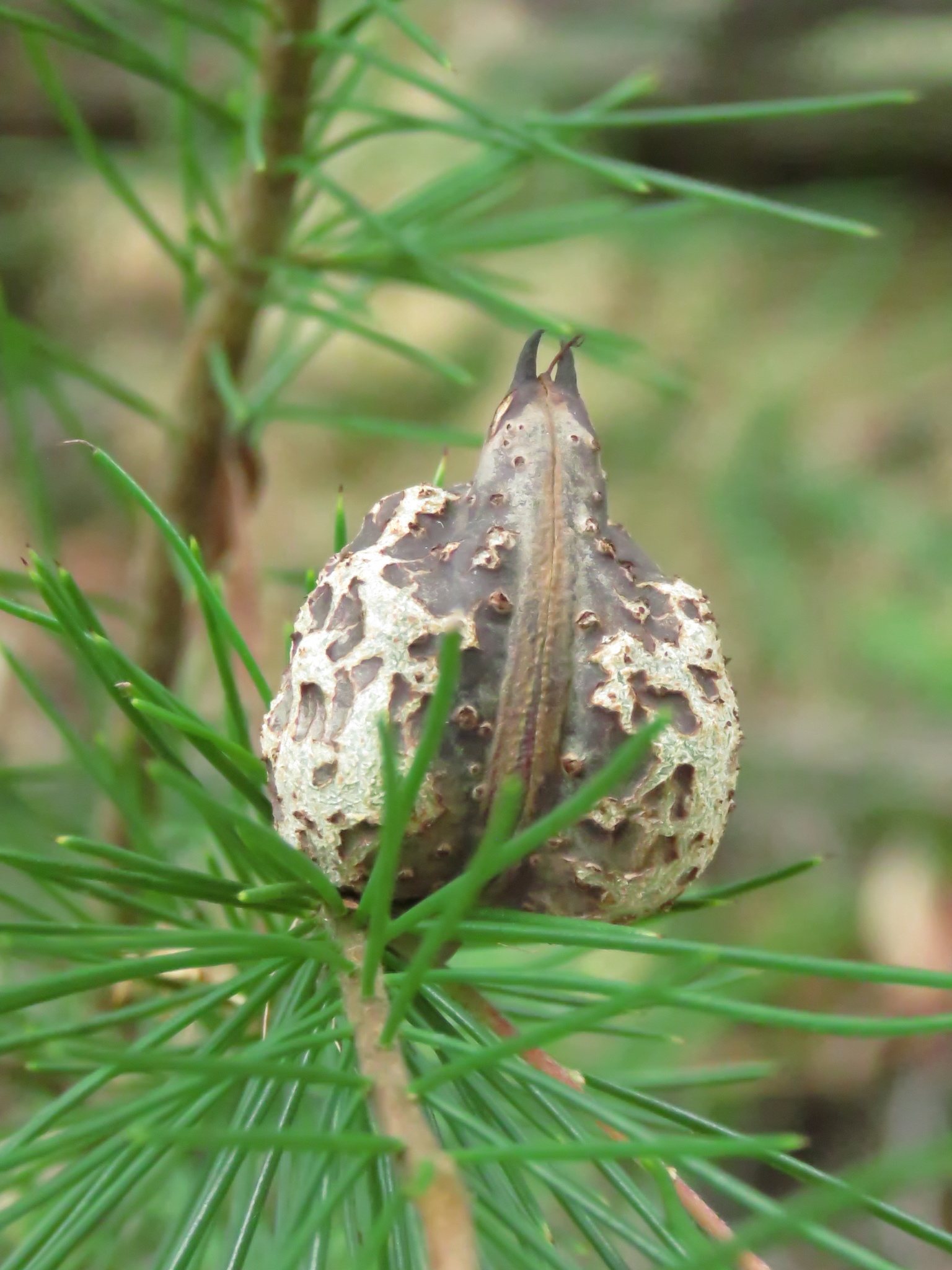 Hakea sericea