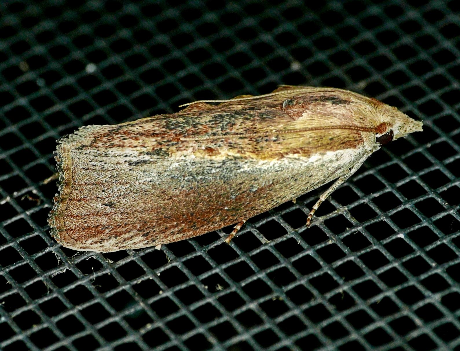Galleria mellonella