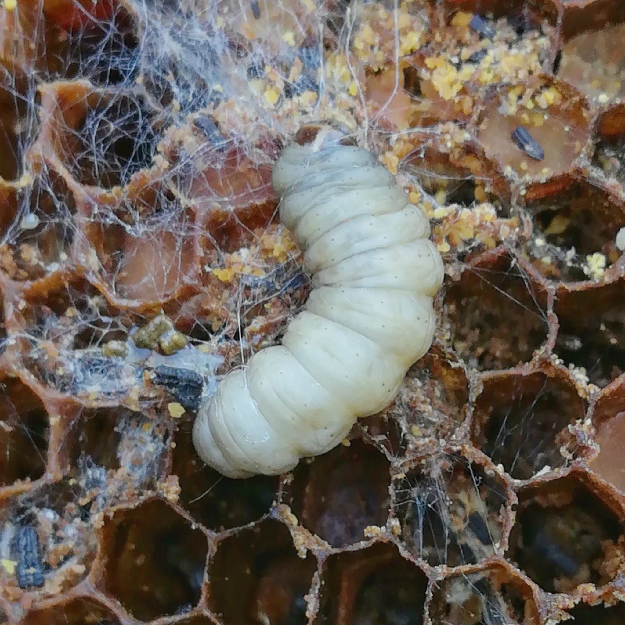 Galleria mellonella