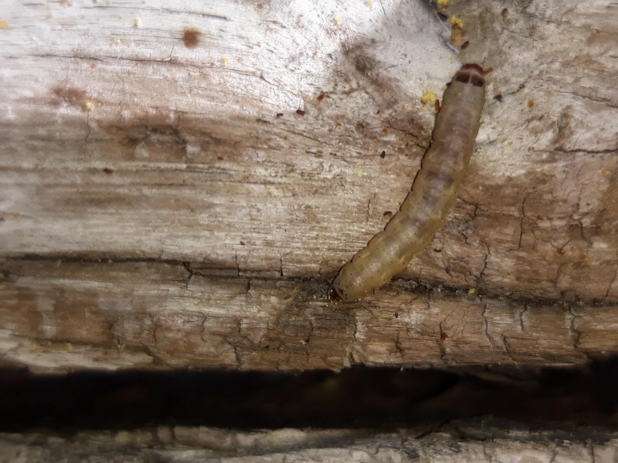 Galleria mellonella