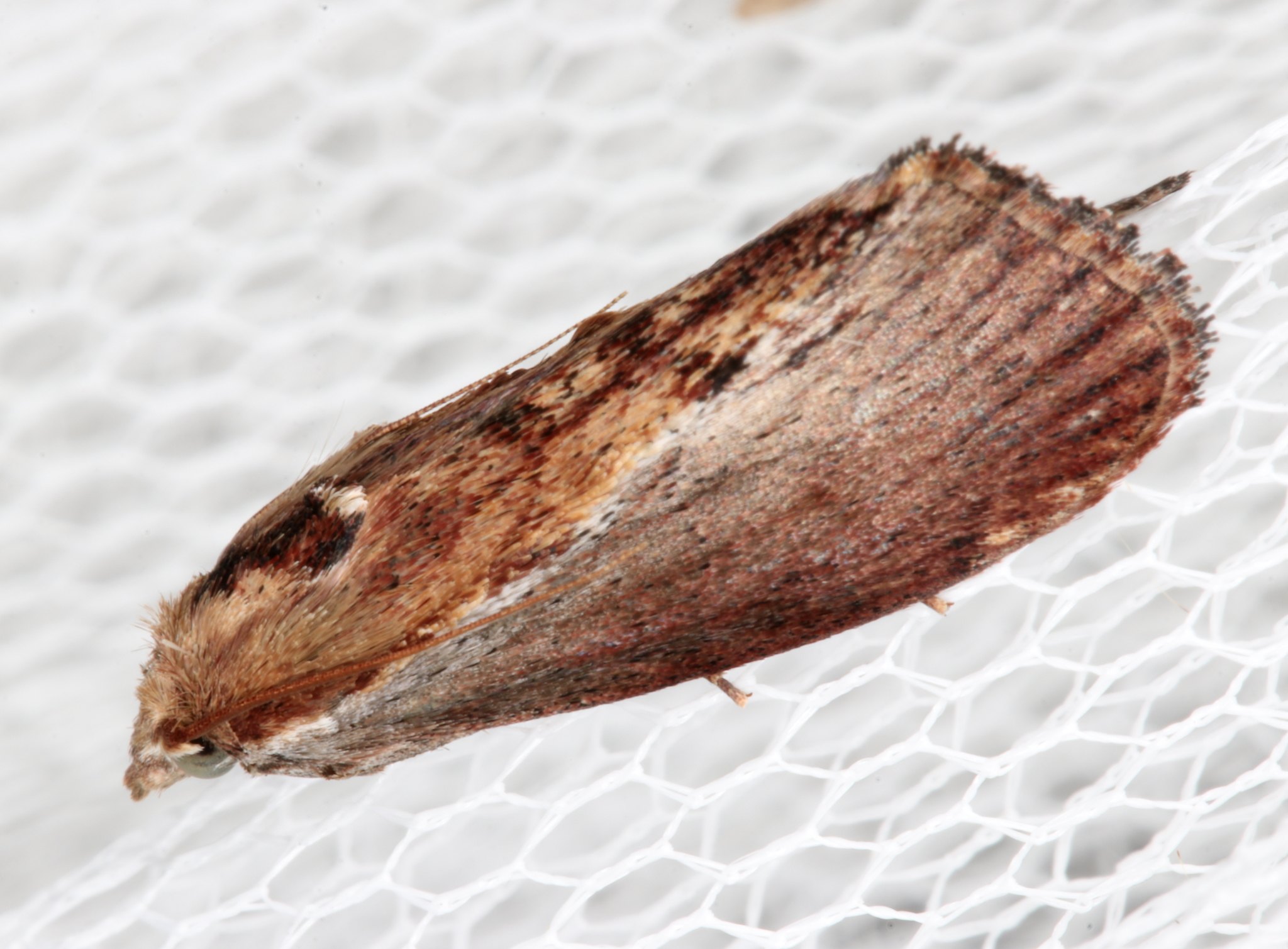 Galleria mellonella