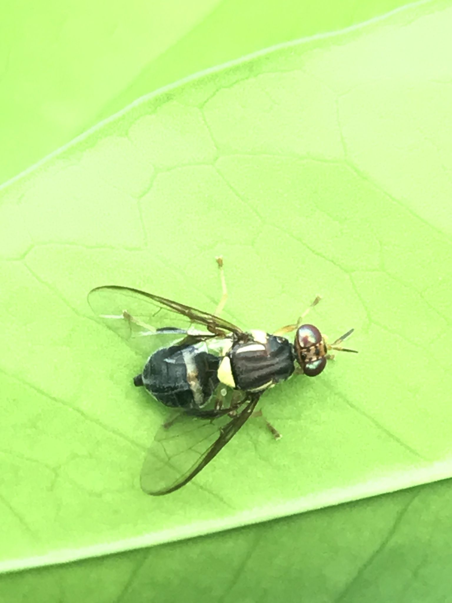 Bactrocera neohumeralis