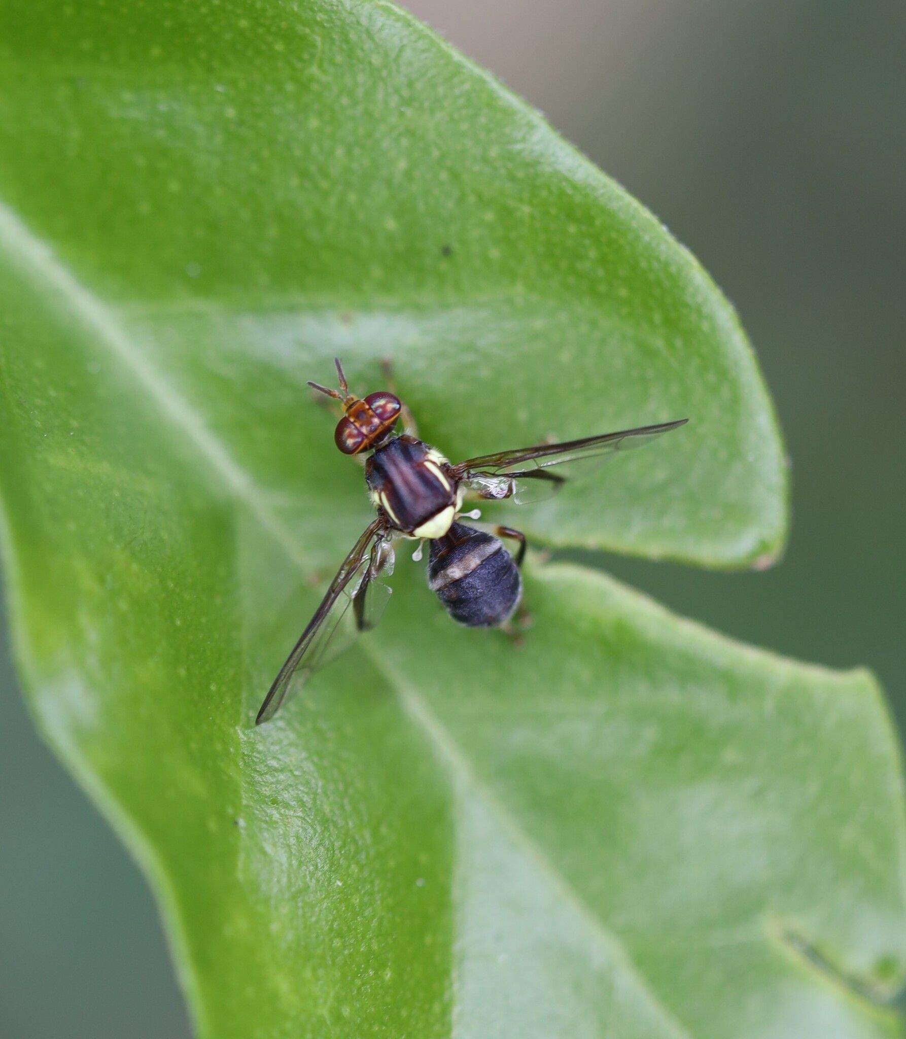 Bactrocera neohumeralis