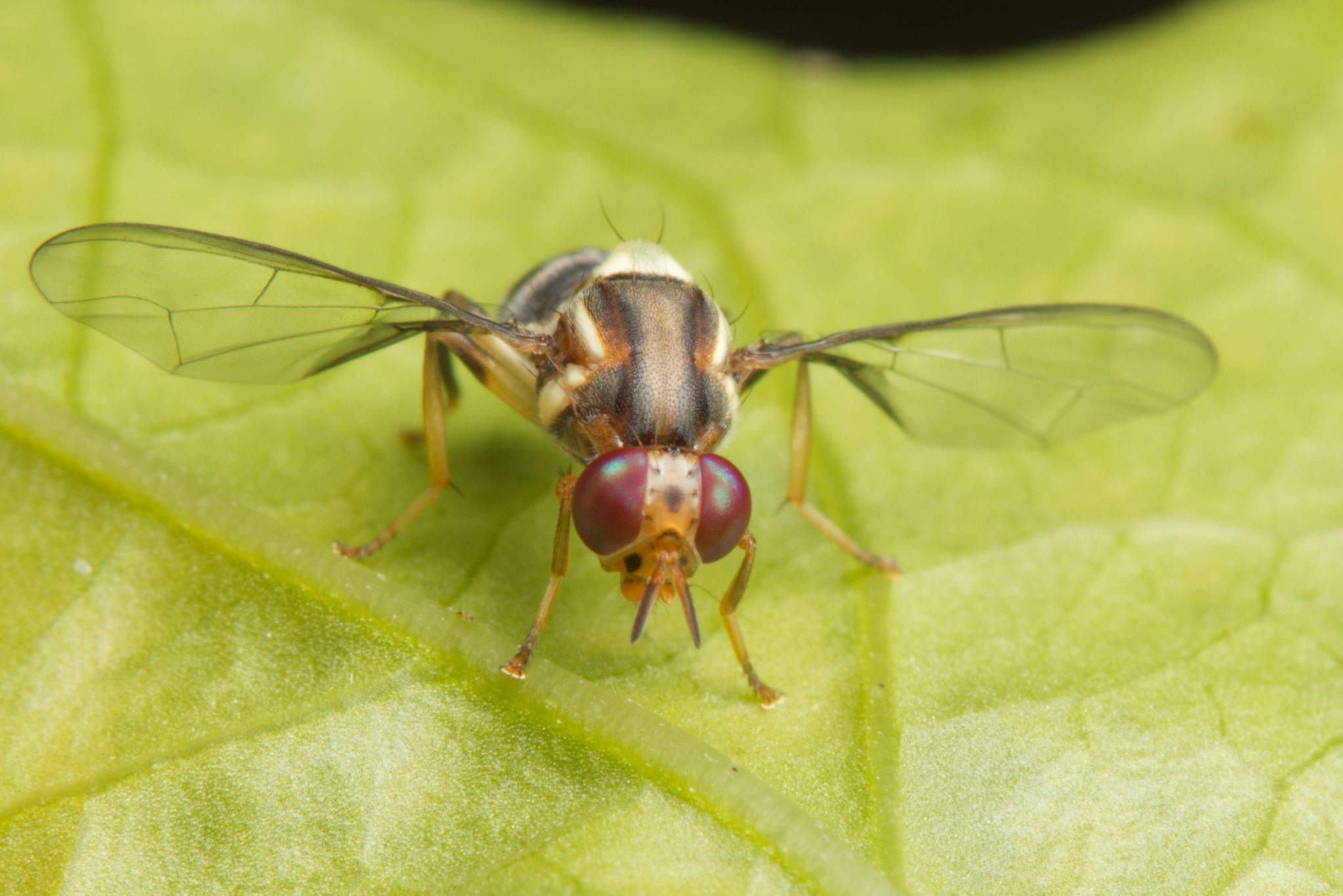 Bactrocera neohumeralis