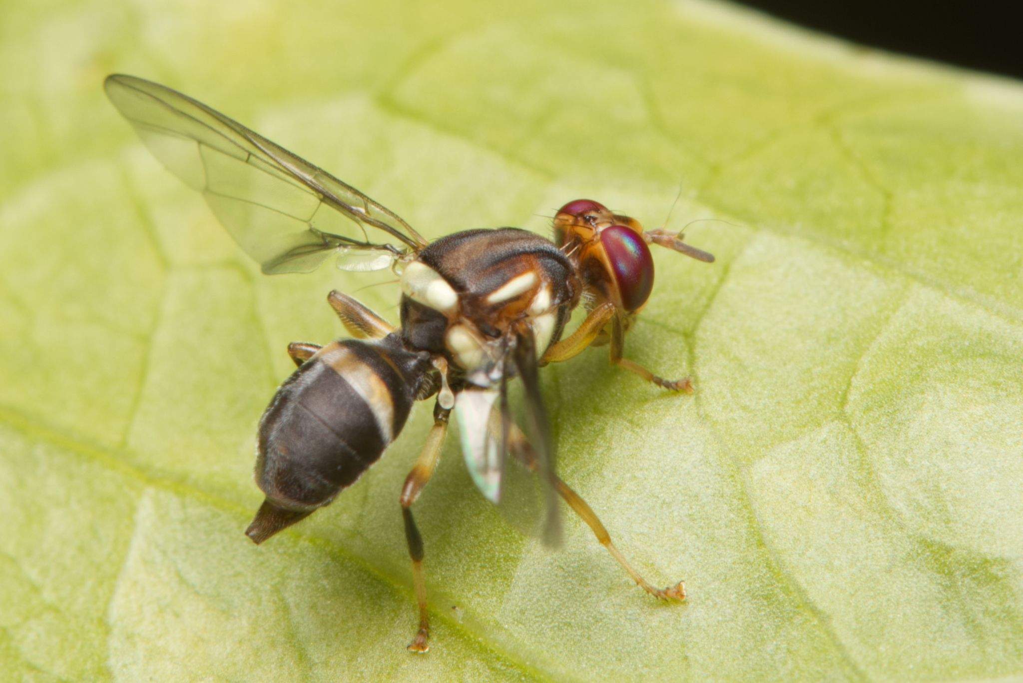 Bactrocera neohumeralis