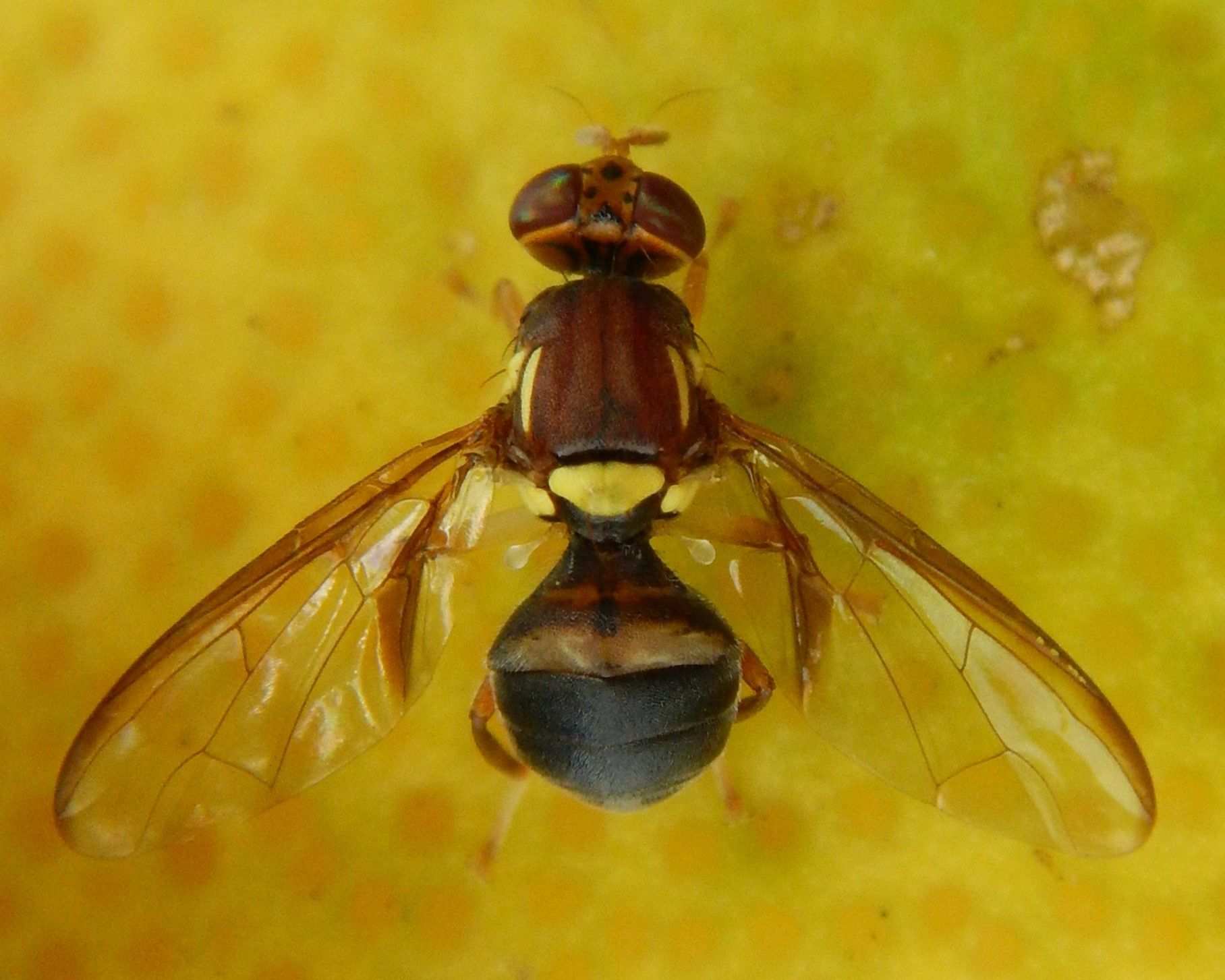 Bactrocera neohumeralis