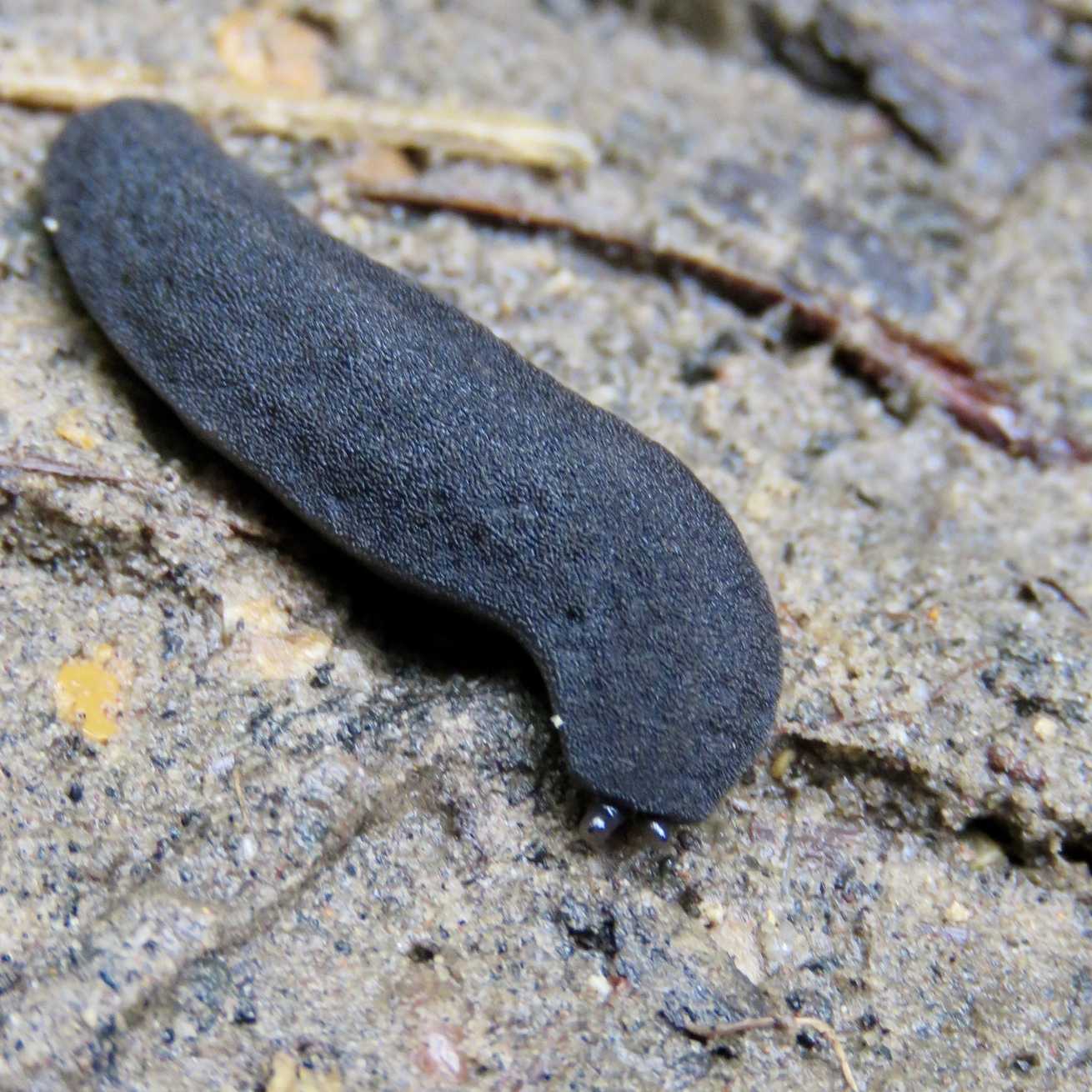 Angustipes ameghini
