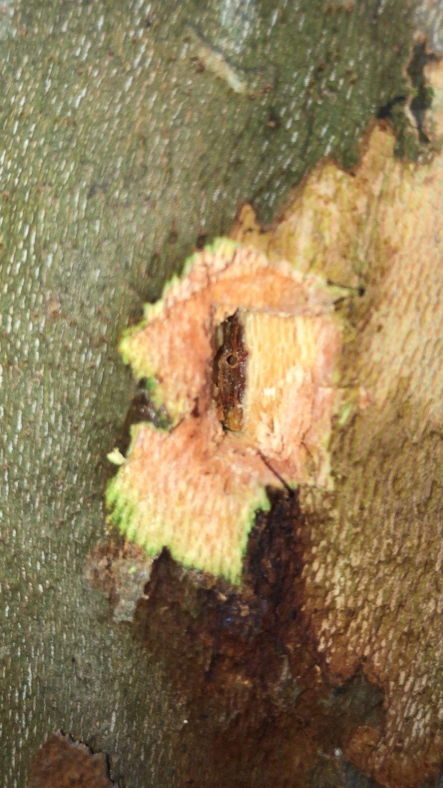 Fusarium euwallaceae