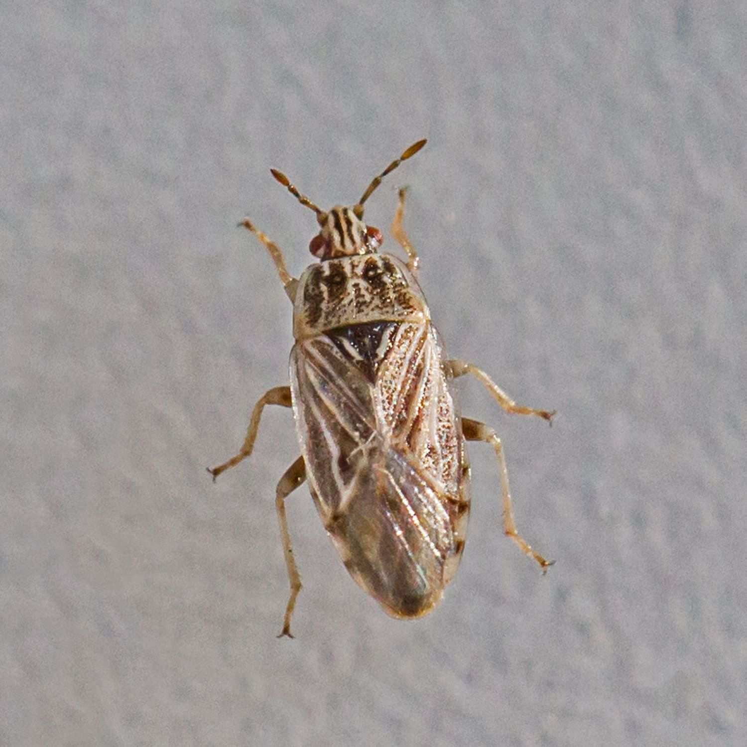 Holcocranum