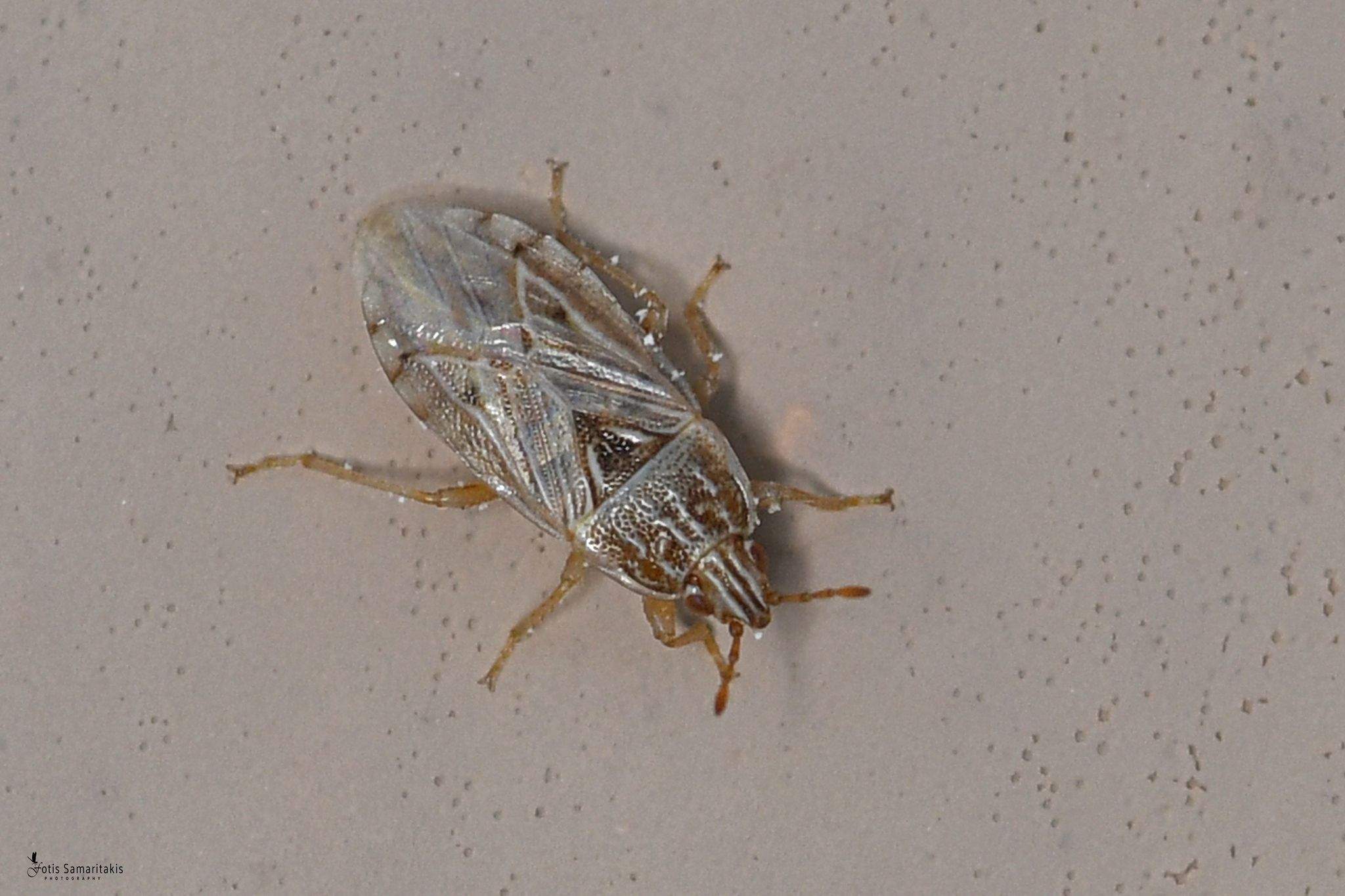 Holcocranum
