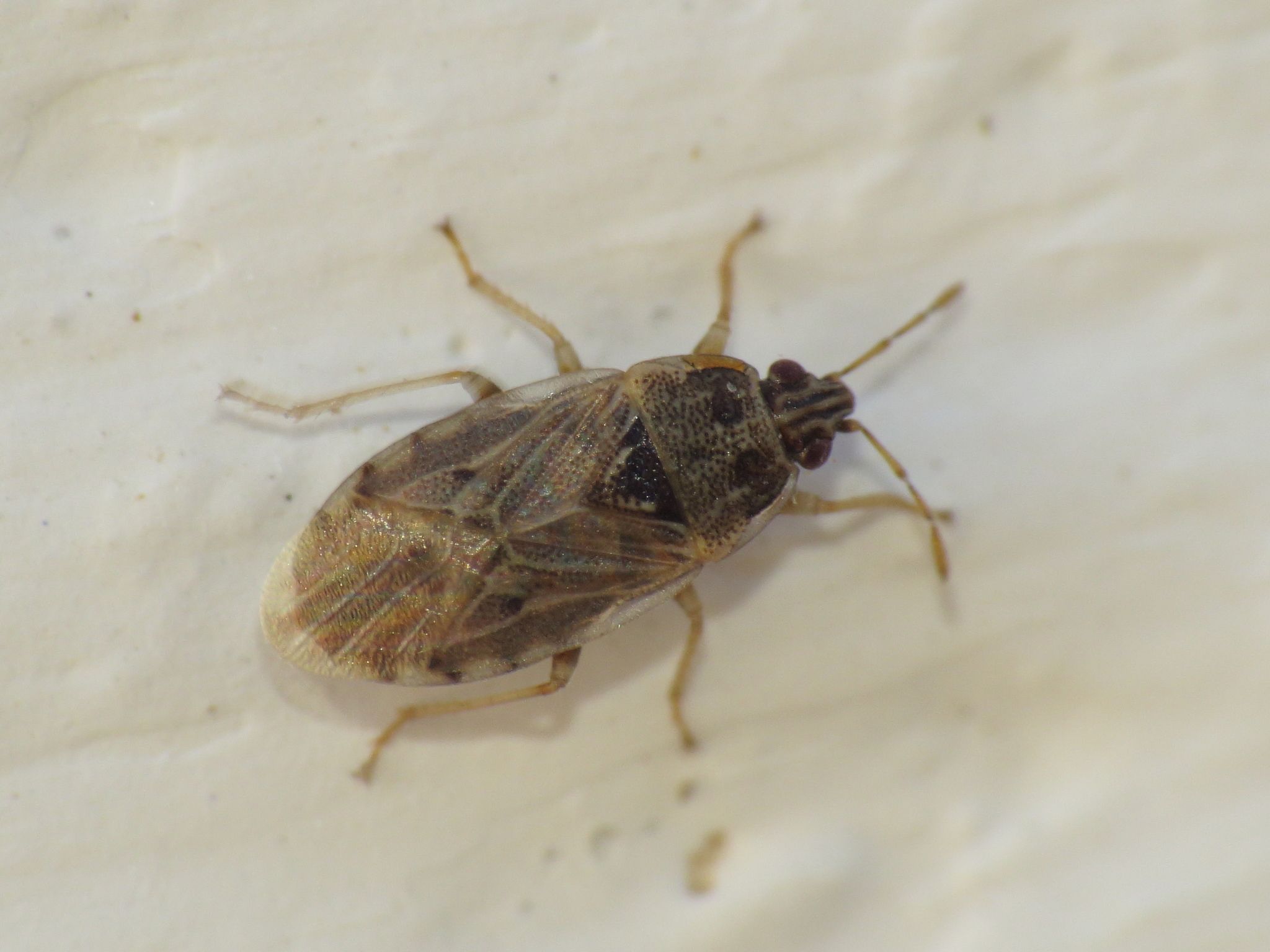 Holcocranum