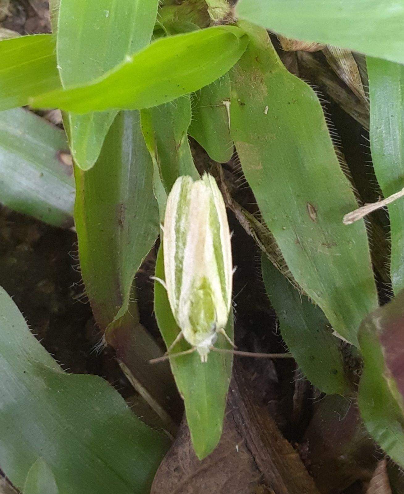 Earias vittella