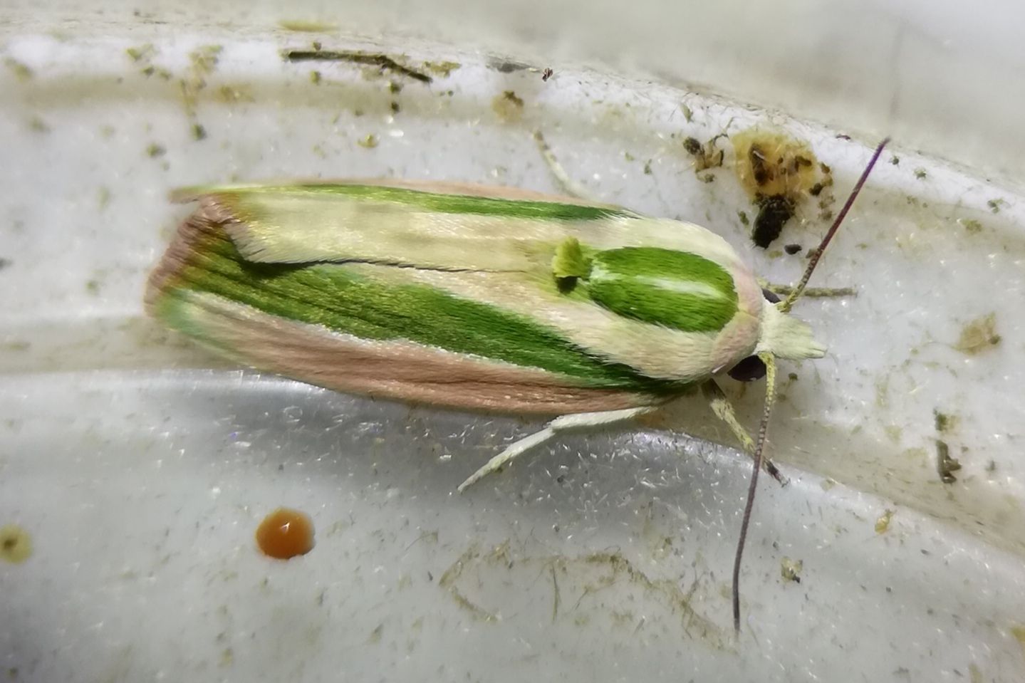 Earias vittella