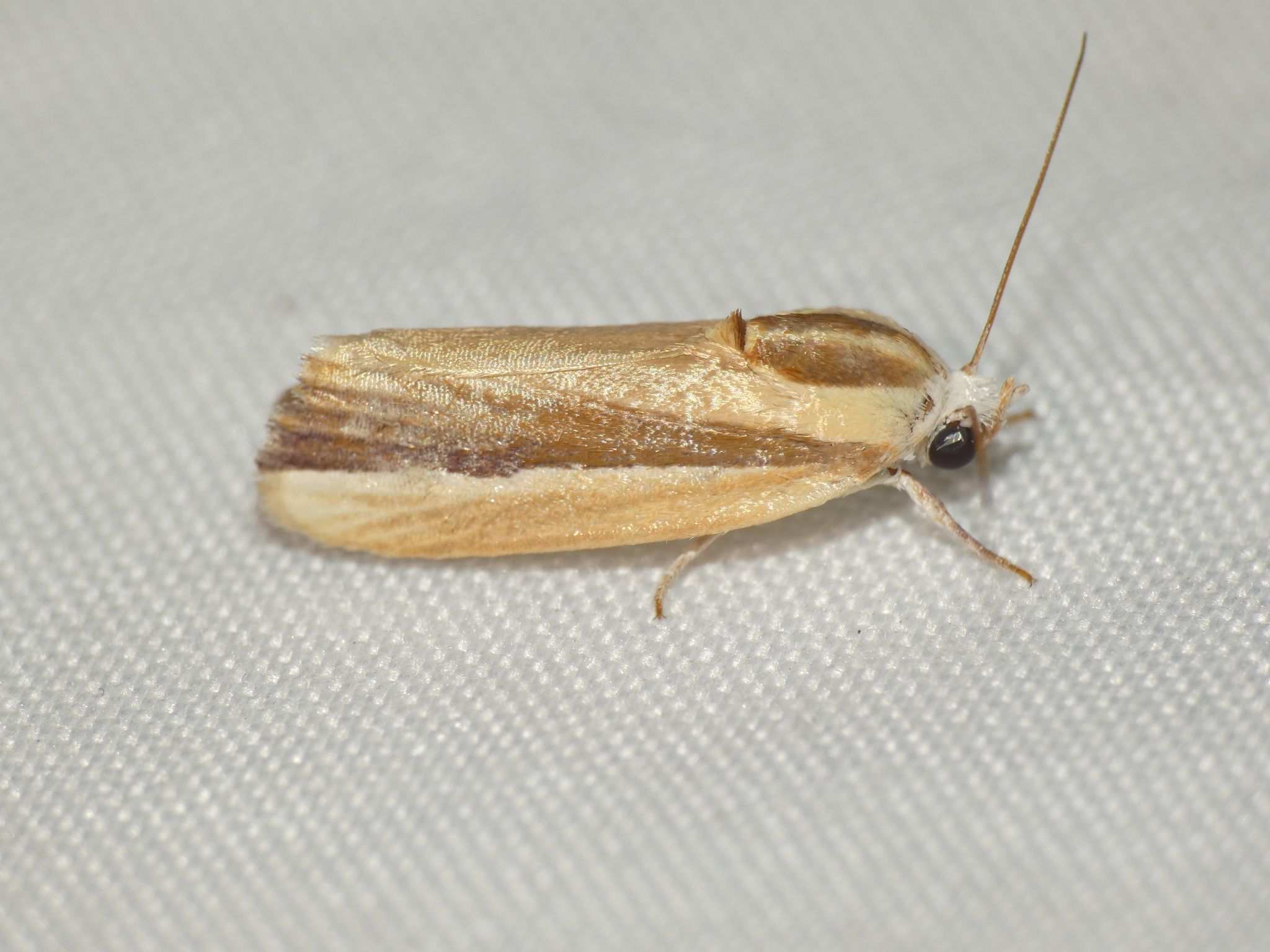 Earias vittella