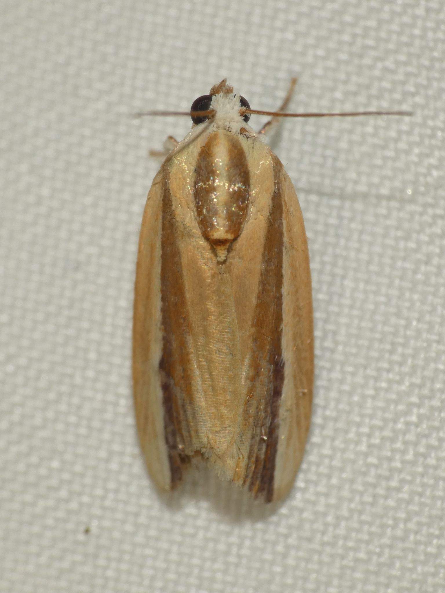 Earias vittella