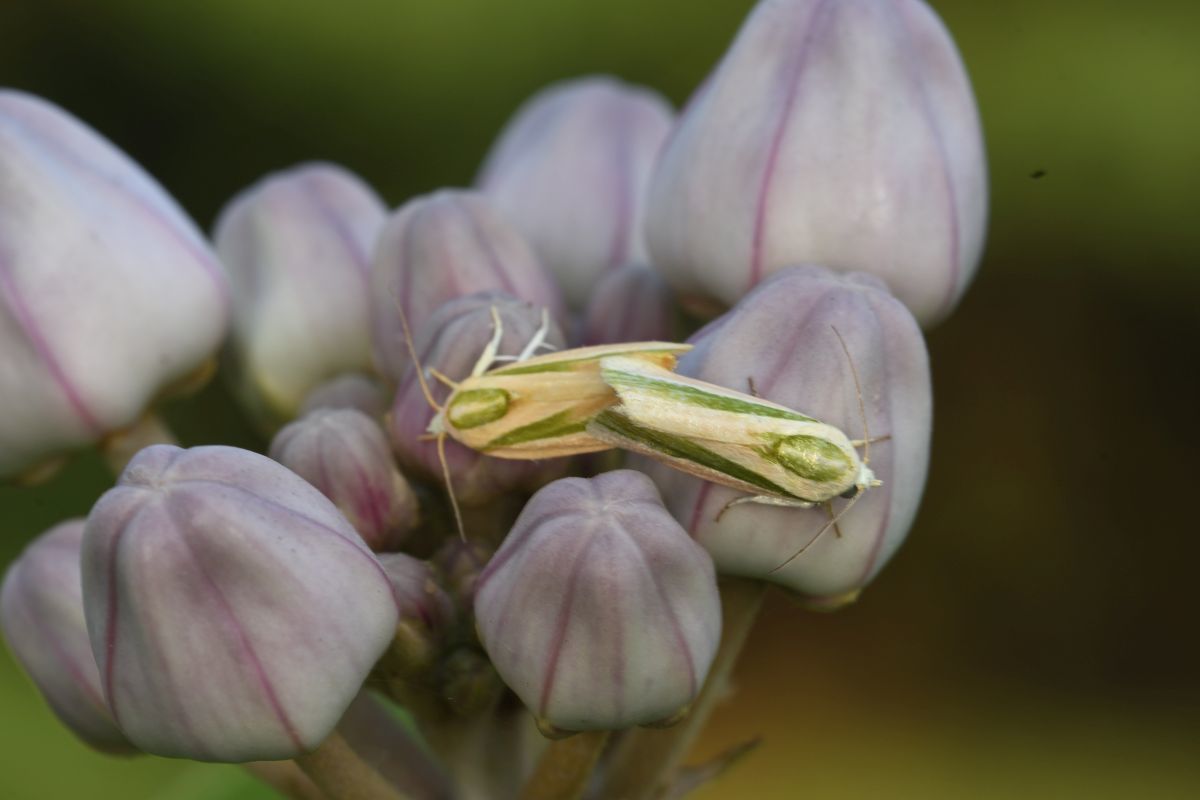 Earias vittella