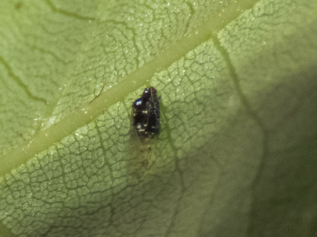 Melanocallis caryaefoliae