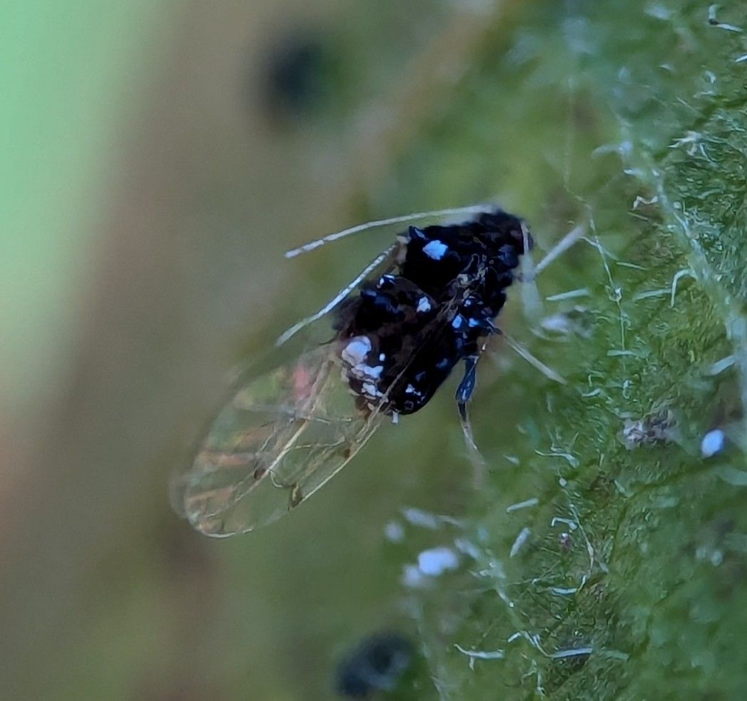 Melanocallis caryaefoliae
