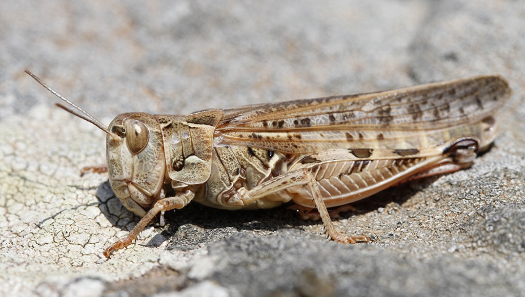 Dociostaurus maroccanus