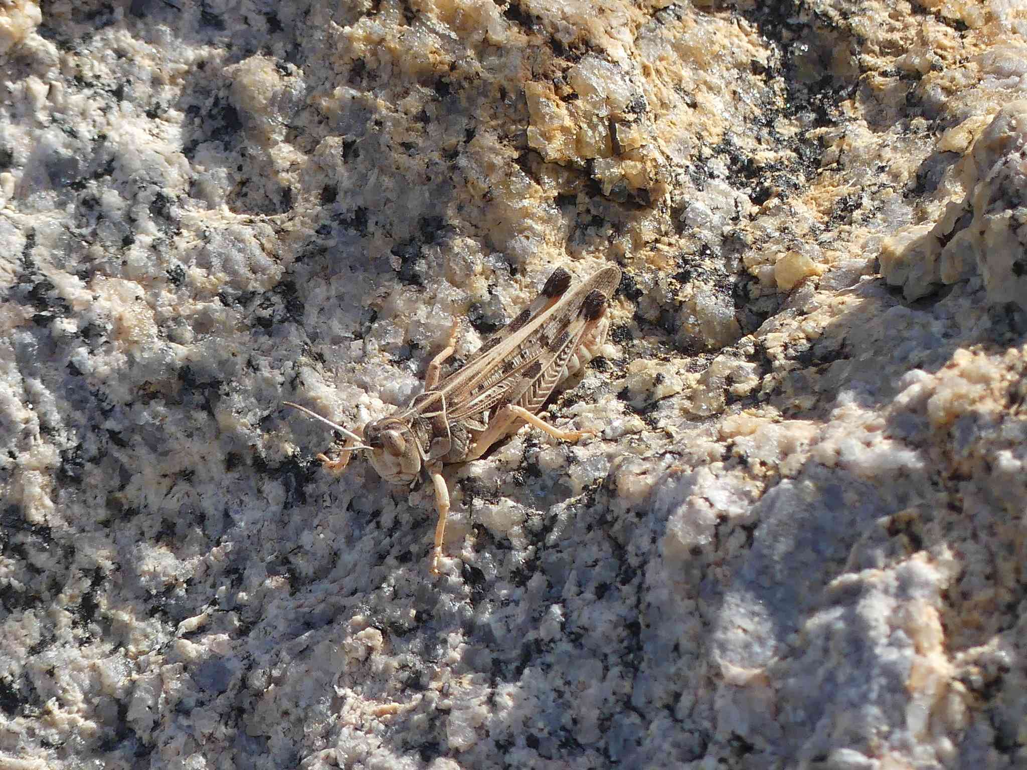 Dociostaurus maroccanus