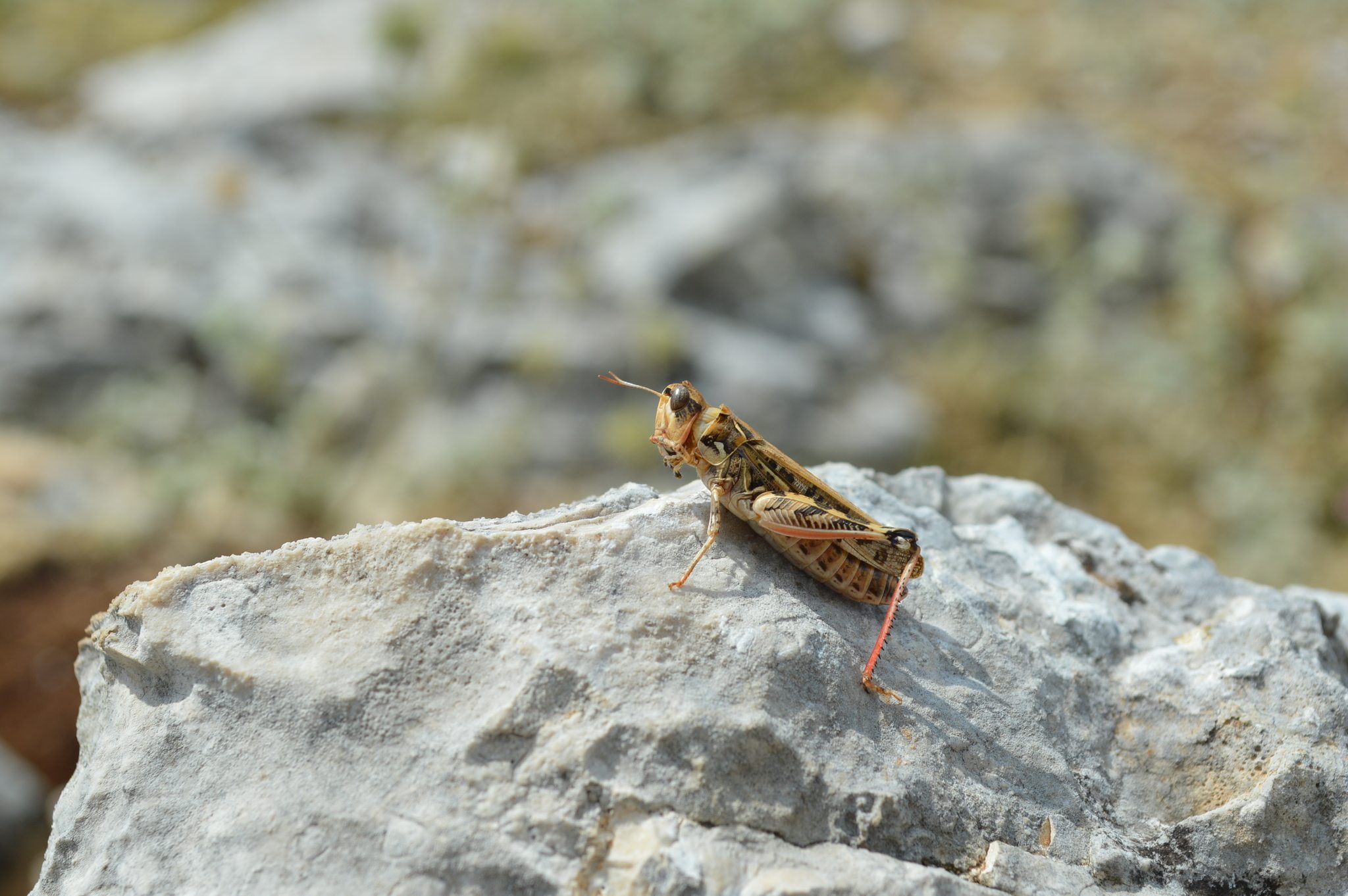 Dociostaurus maroccanus